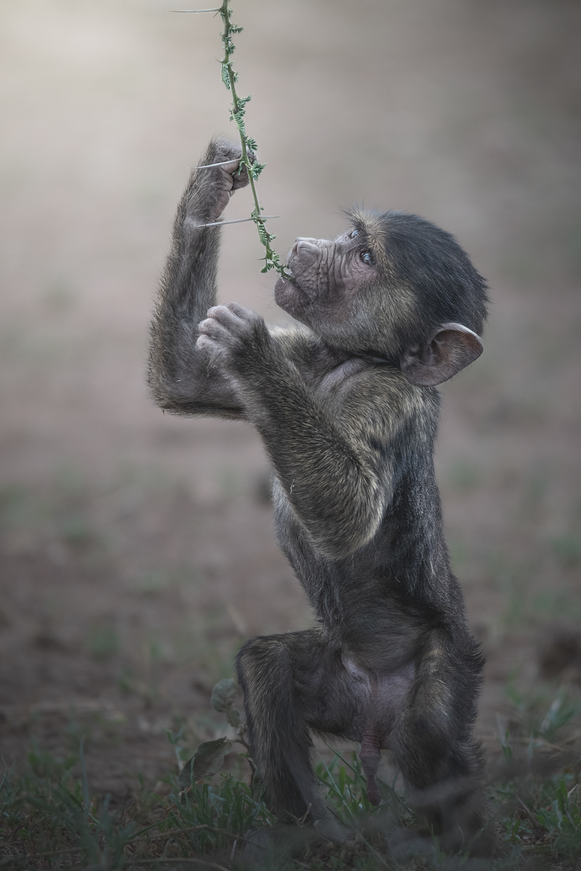 Babuíno (Papio anubis)