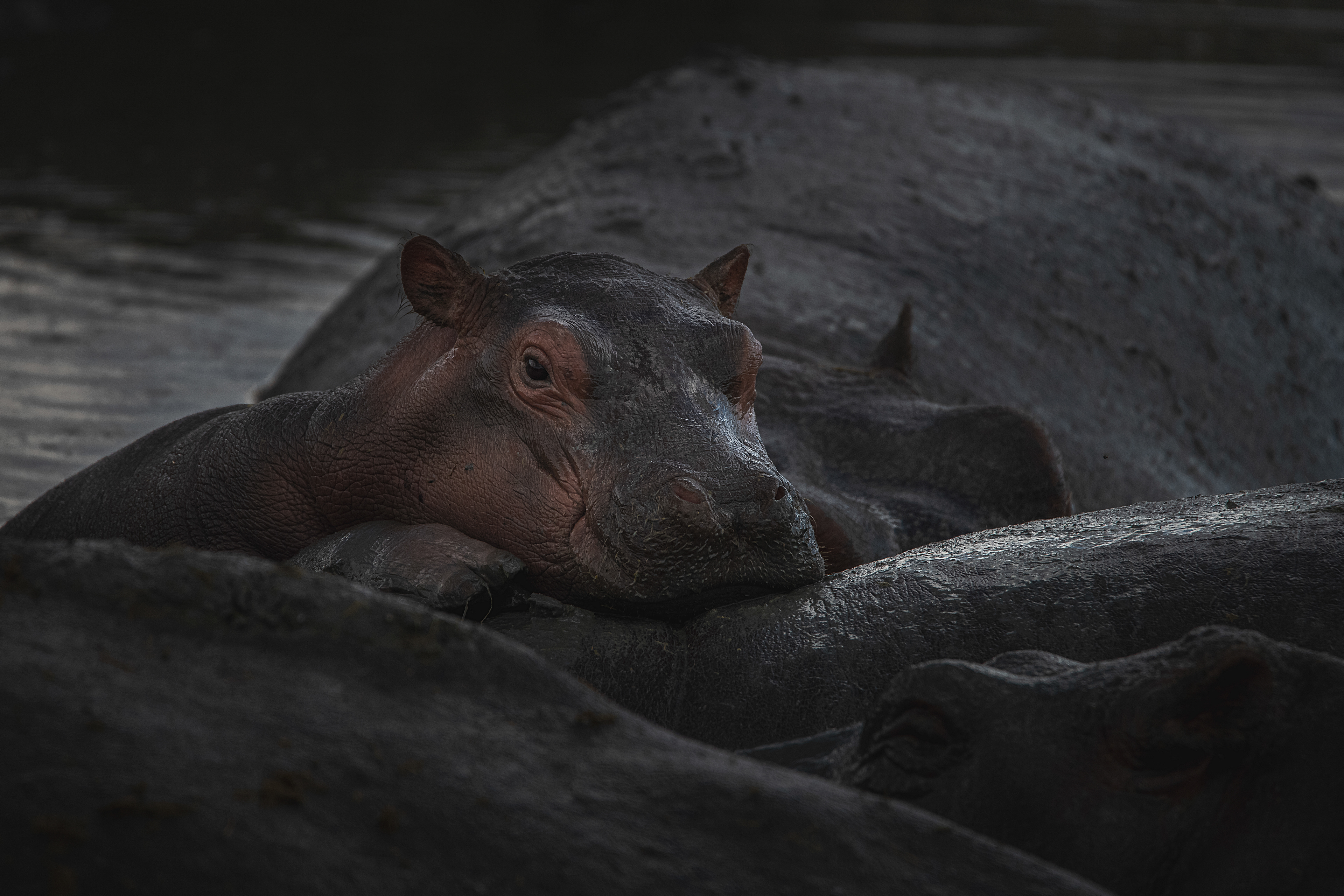 Hipopótamo común (Hippopotamus amphibius