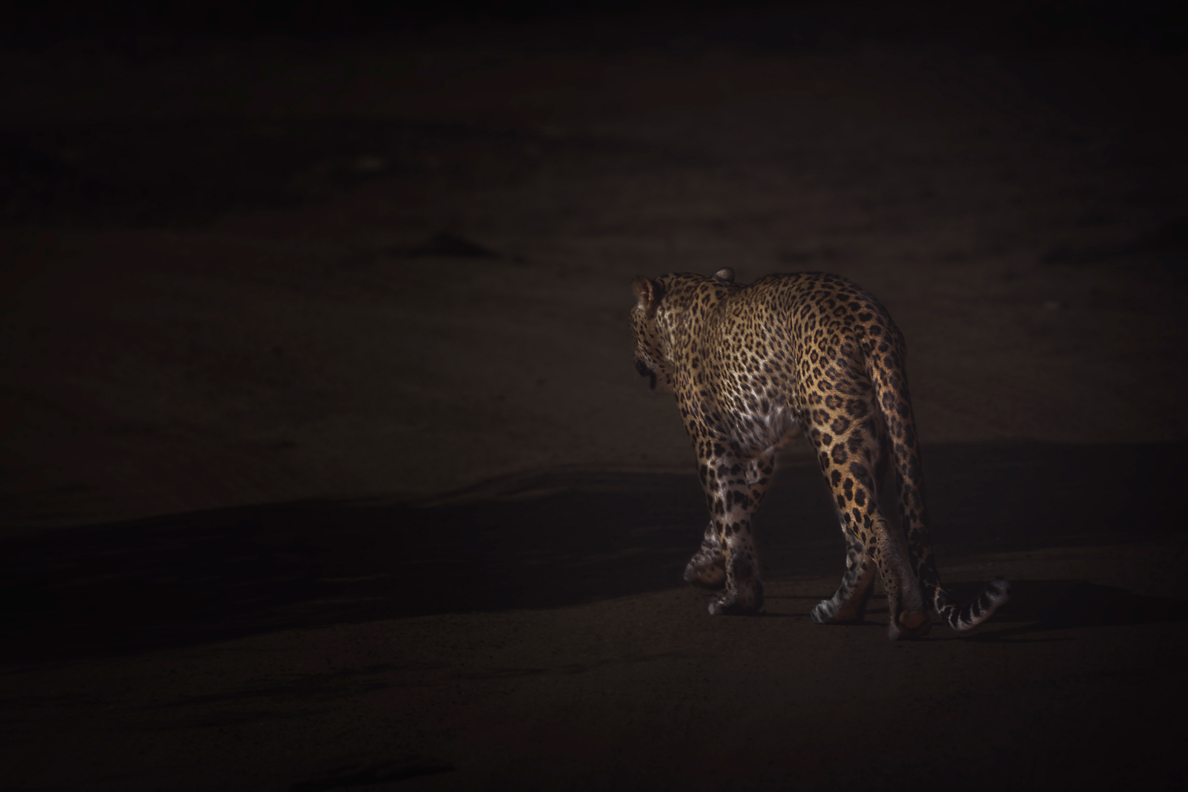 Leopardo de Sri Lanka (Panthera pardus kotiya)