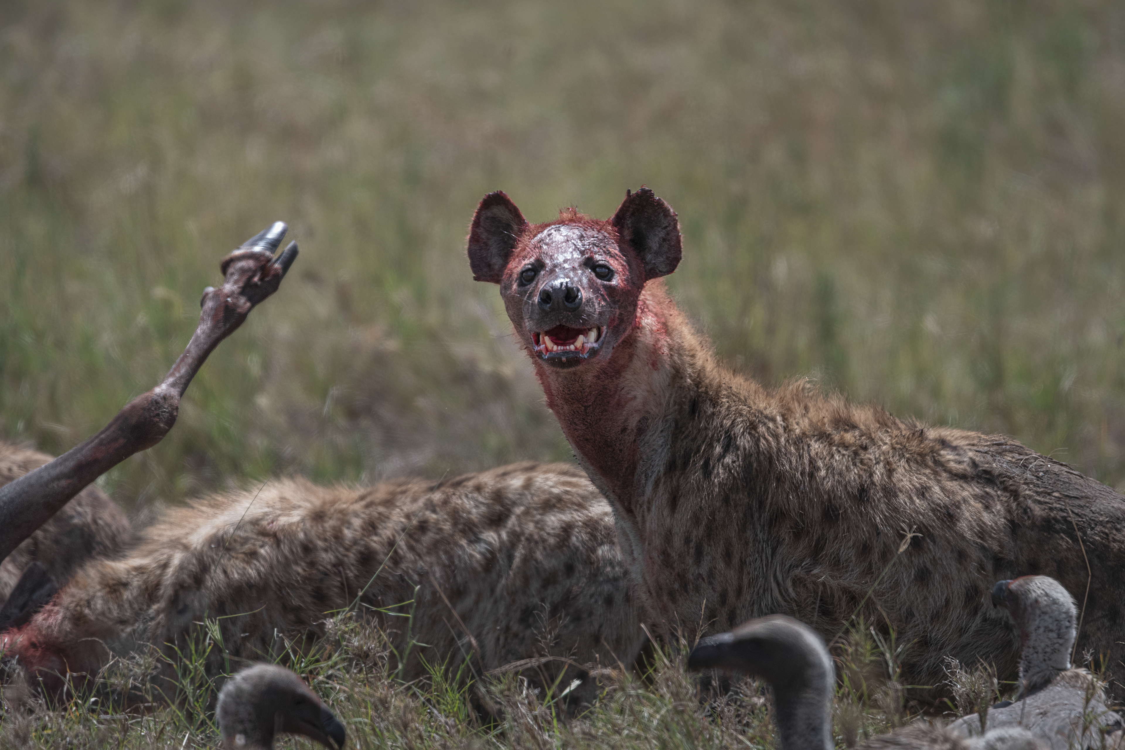 Hiena manchada (Crocuta crocuta)