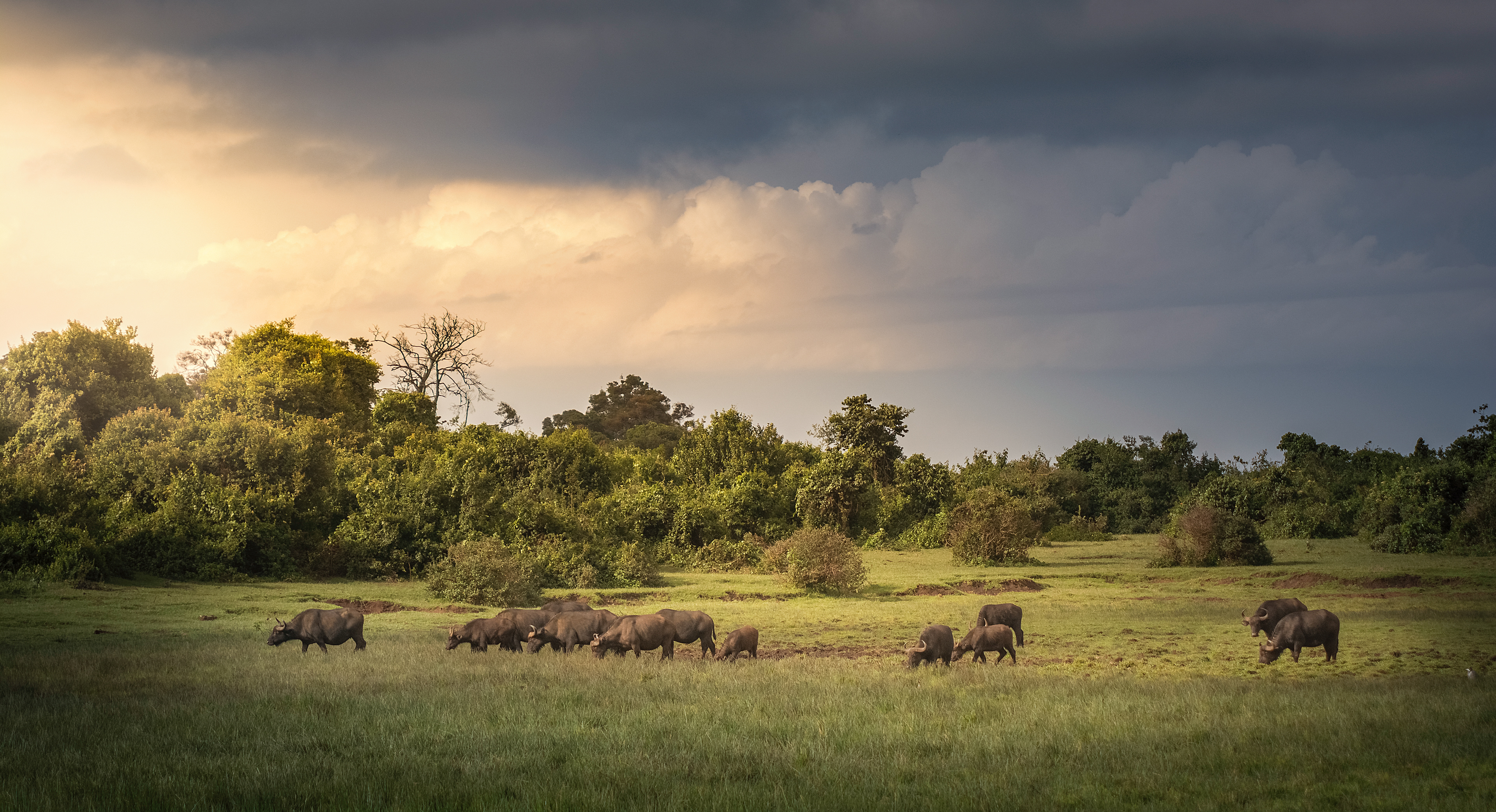 Búfalo cafre (Syncerus caffer)