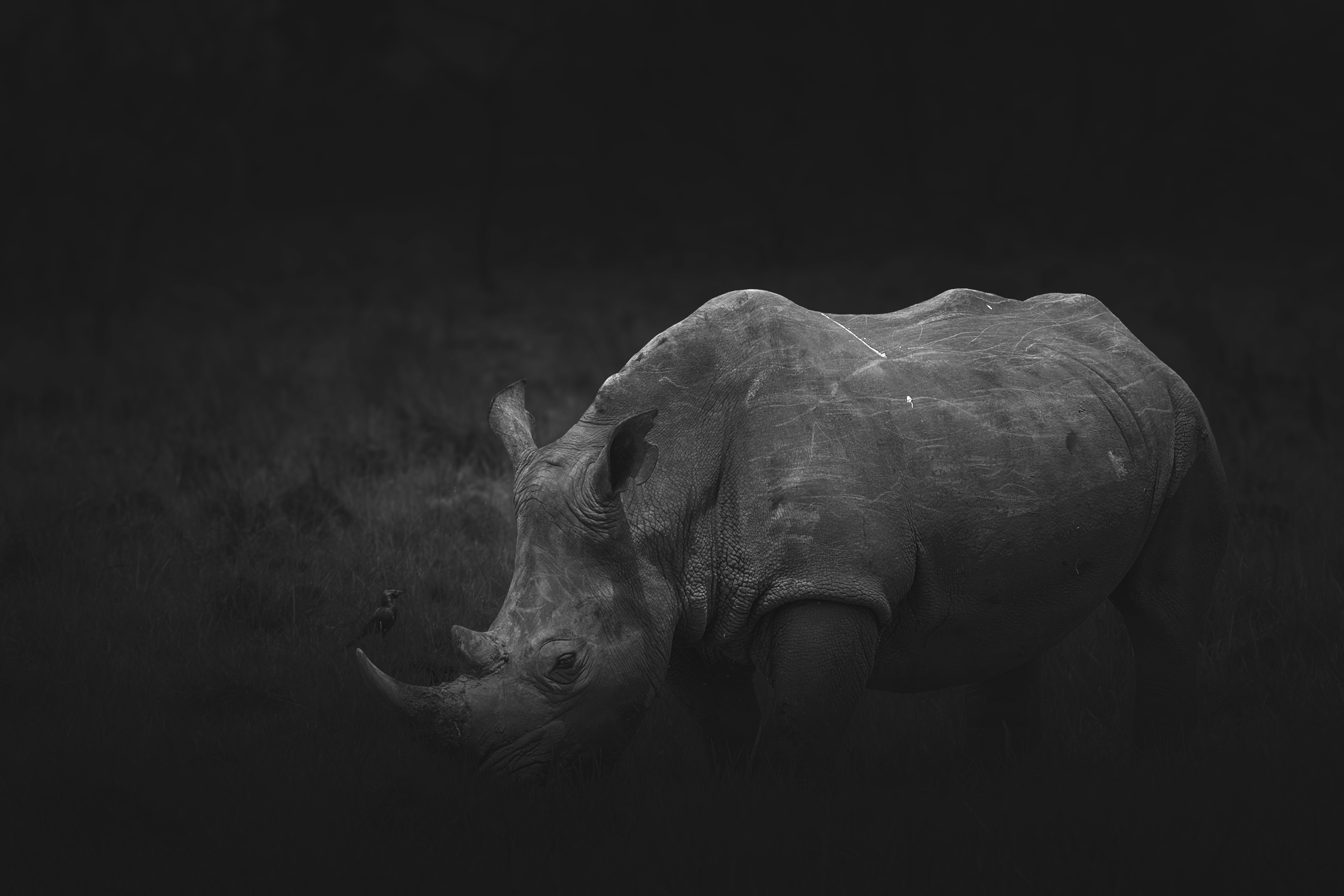 Rinoceronte blanco (Ceratotherium simum)