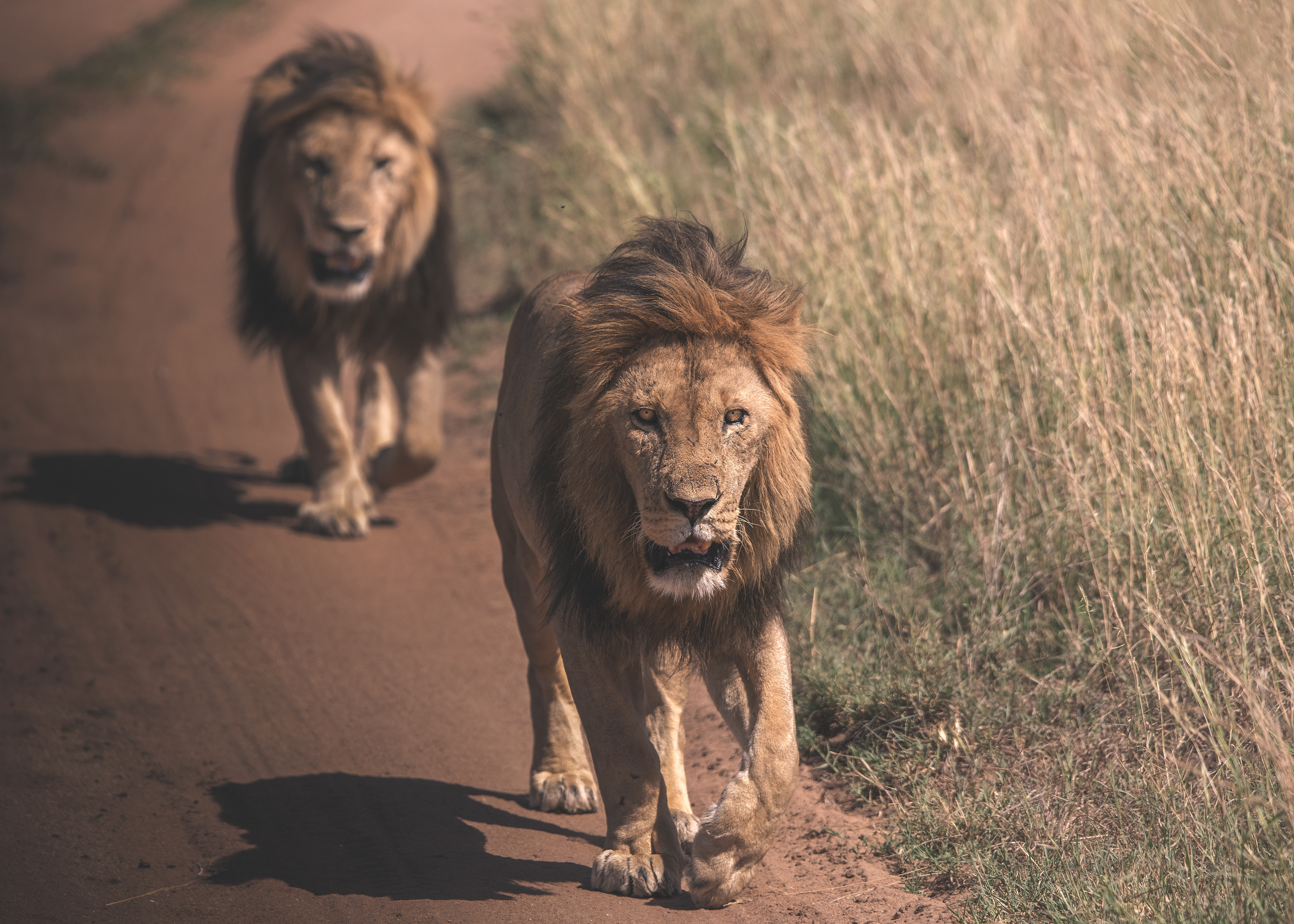 León (Panthera leo)