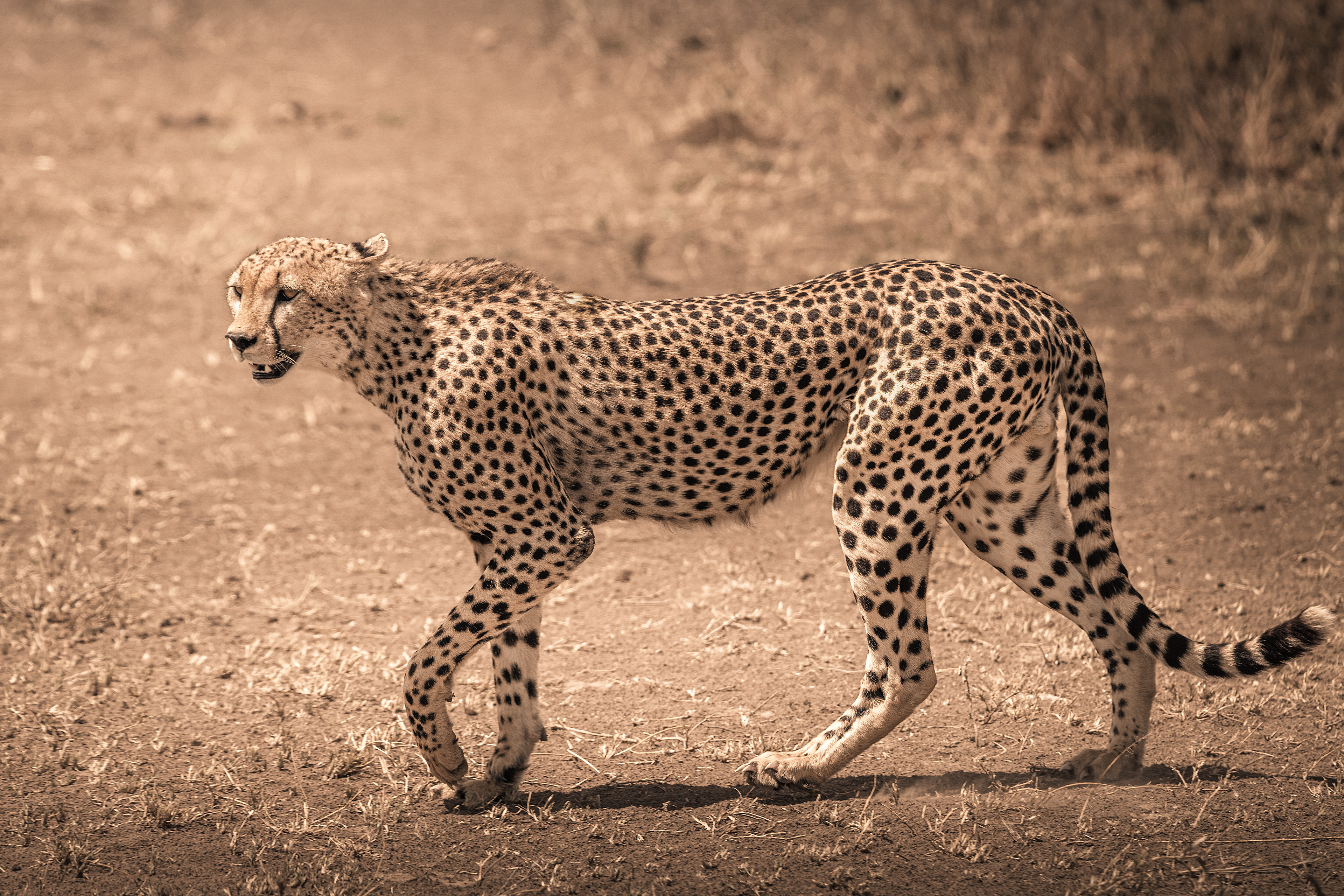 Guepardo (Acinonyx jubatus)