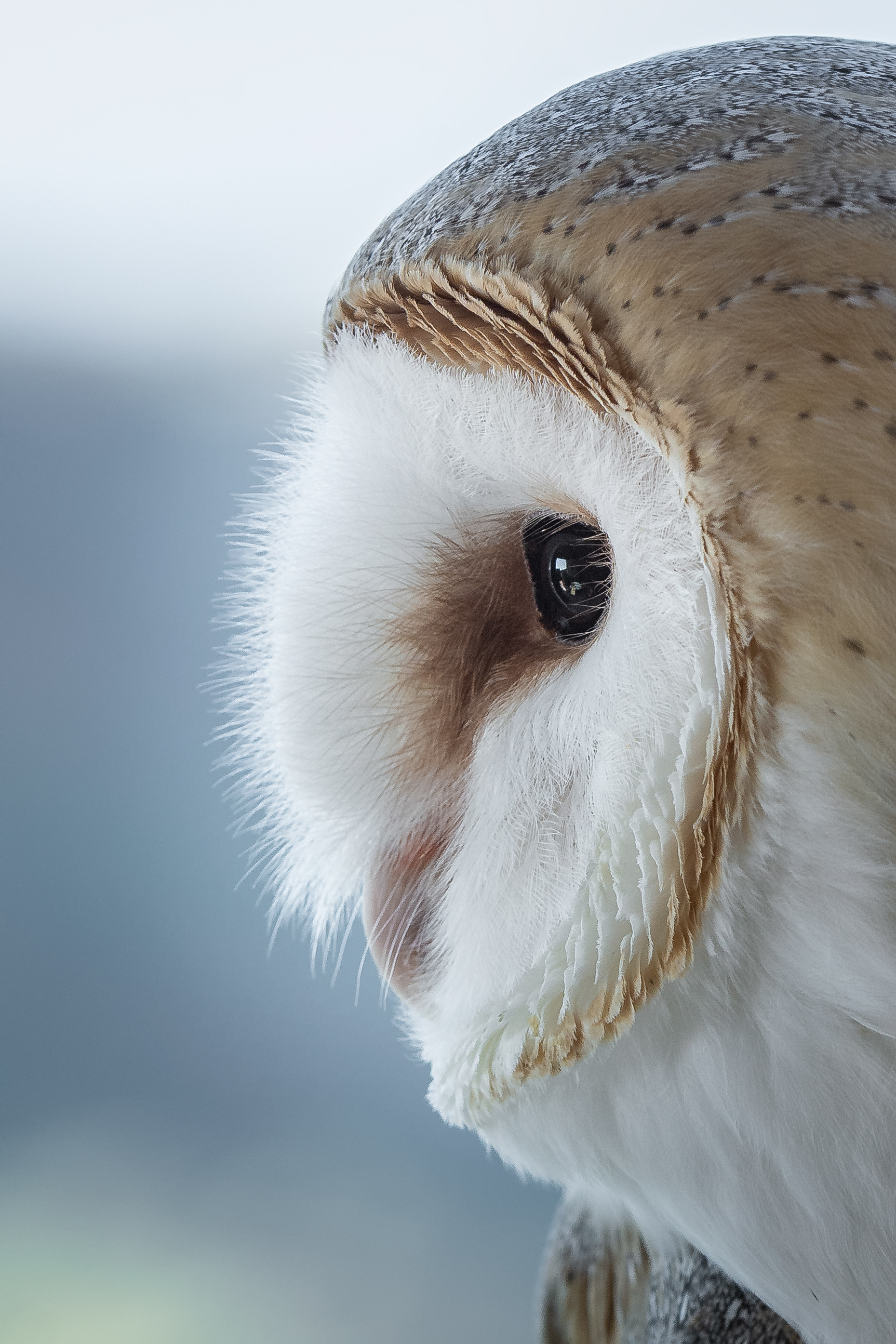 Lechuza común (Tyto alba)
