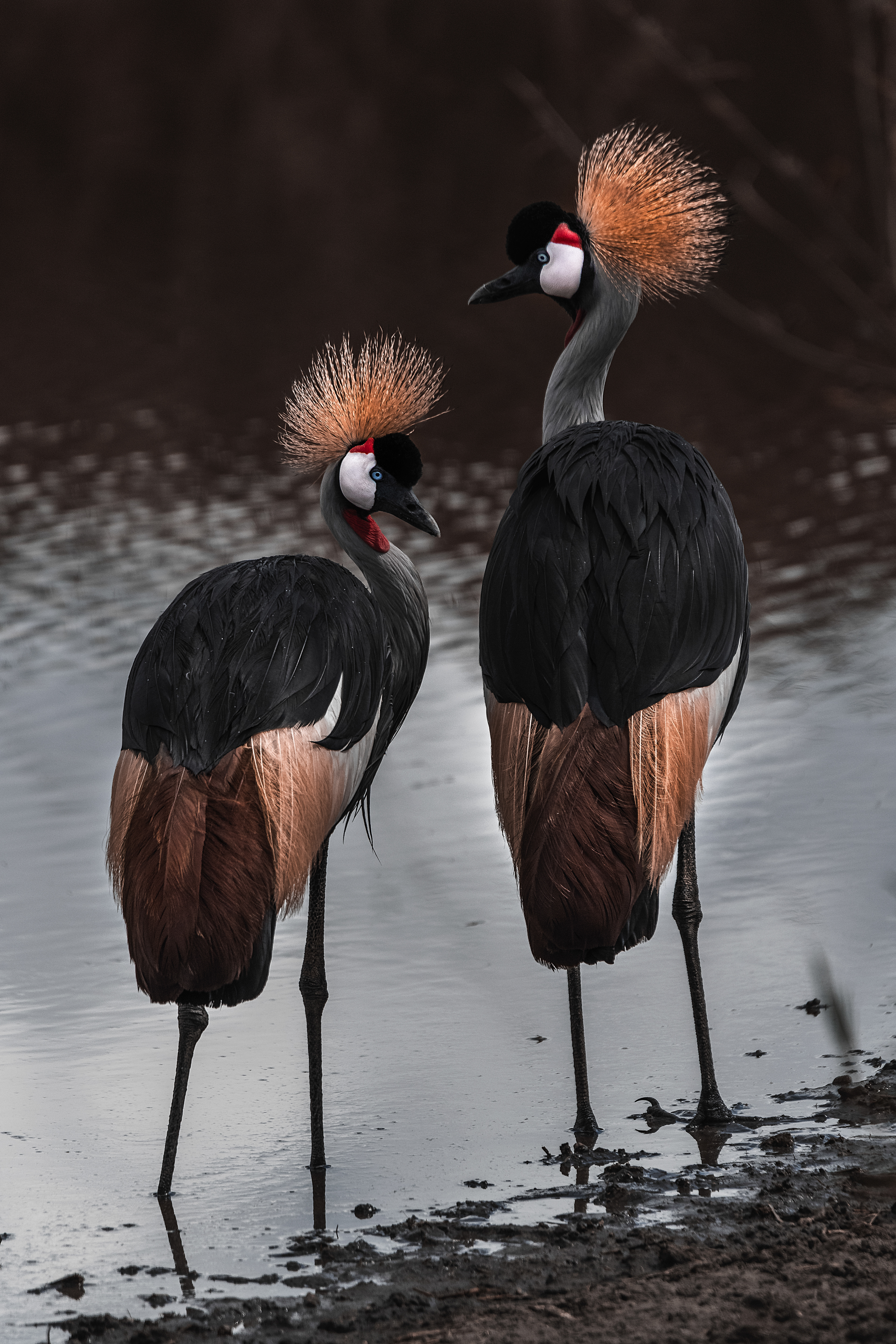 Grulla coronada cuelligrís​ (Balearica regulorum)