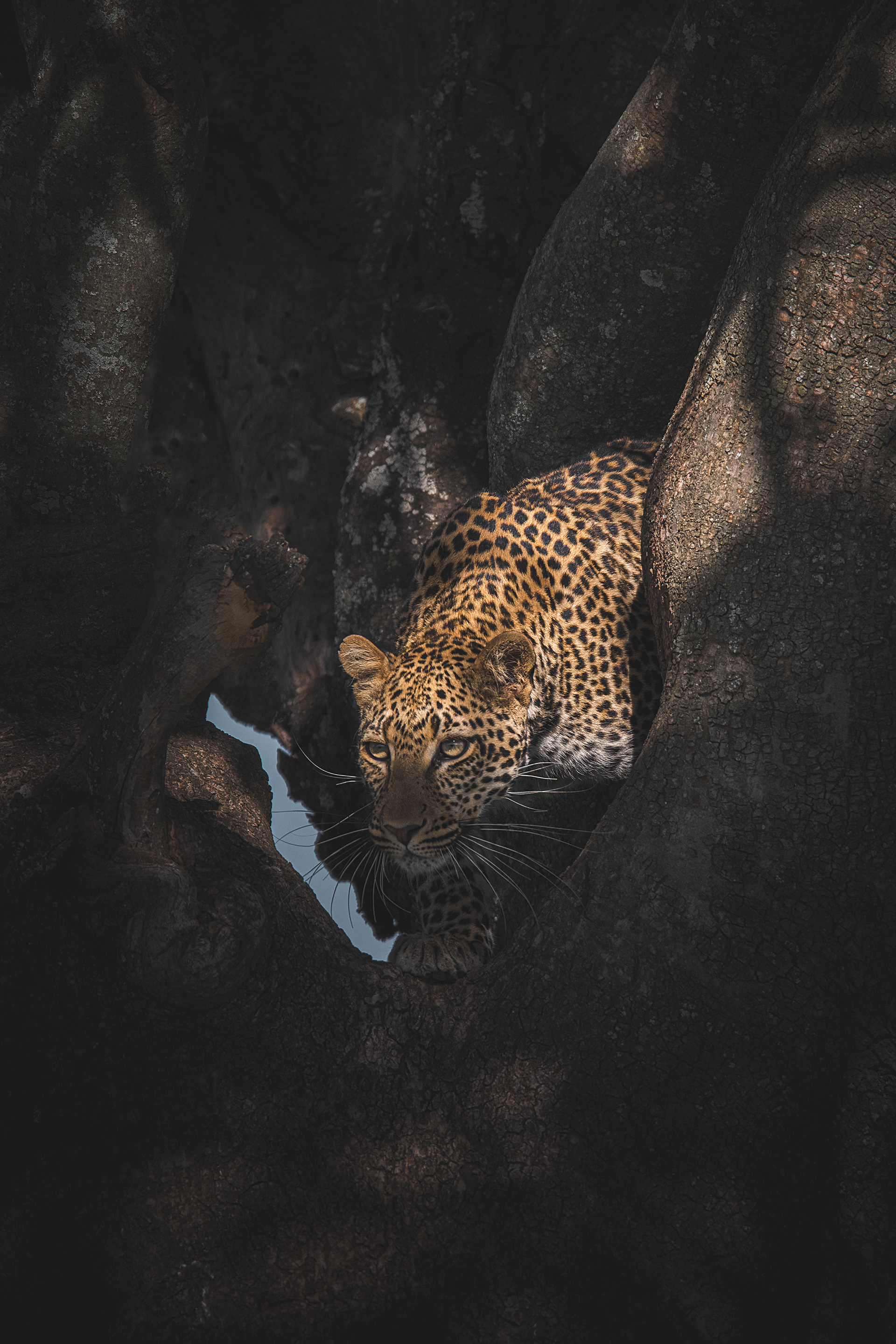 Leopardo (Panthera pardus)