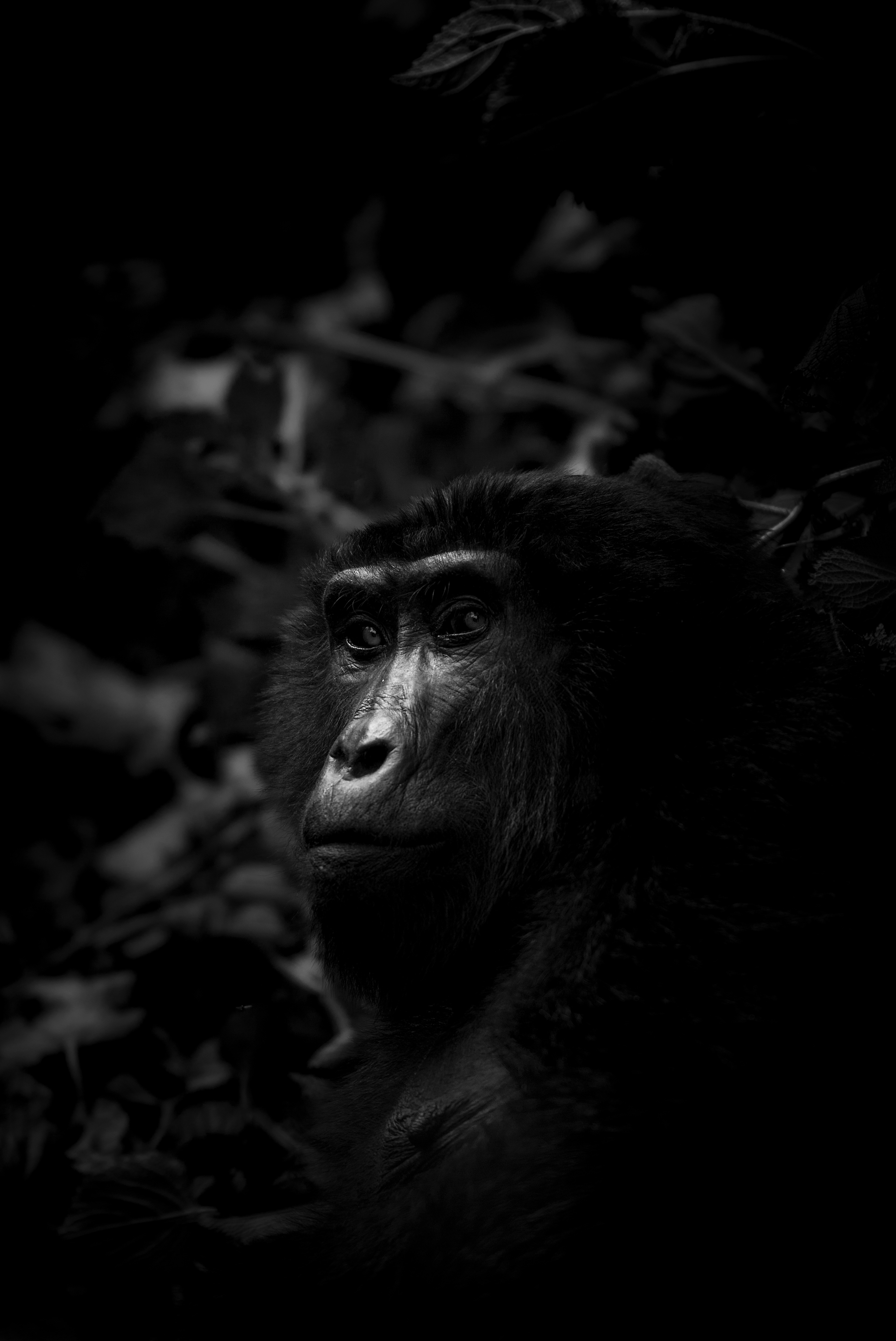 Gorila de Montaña (Gorilla beringei beringei)