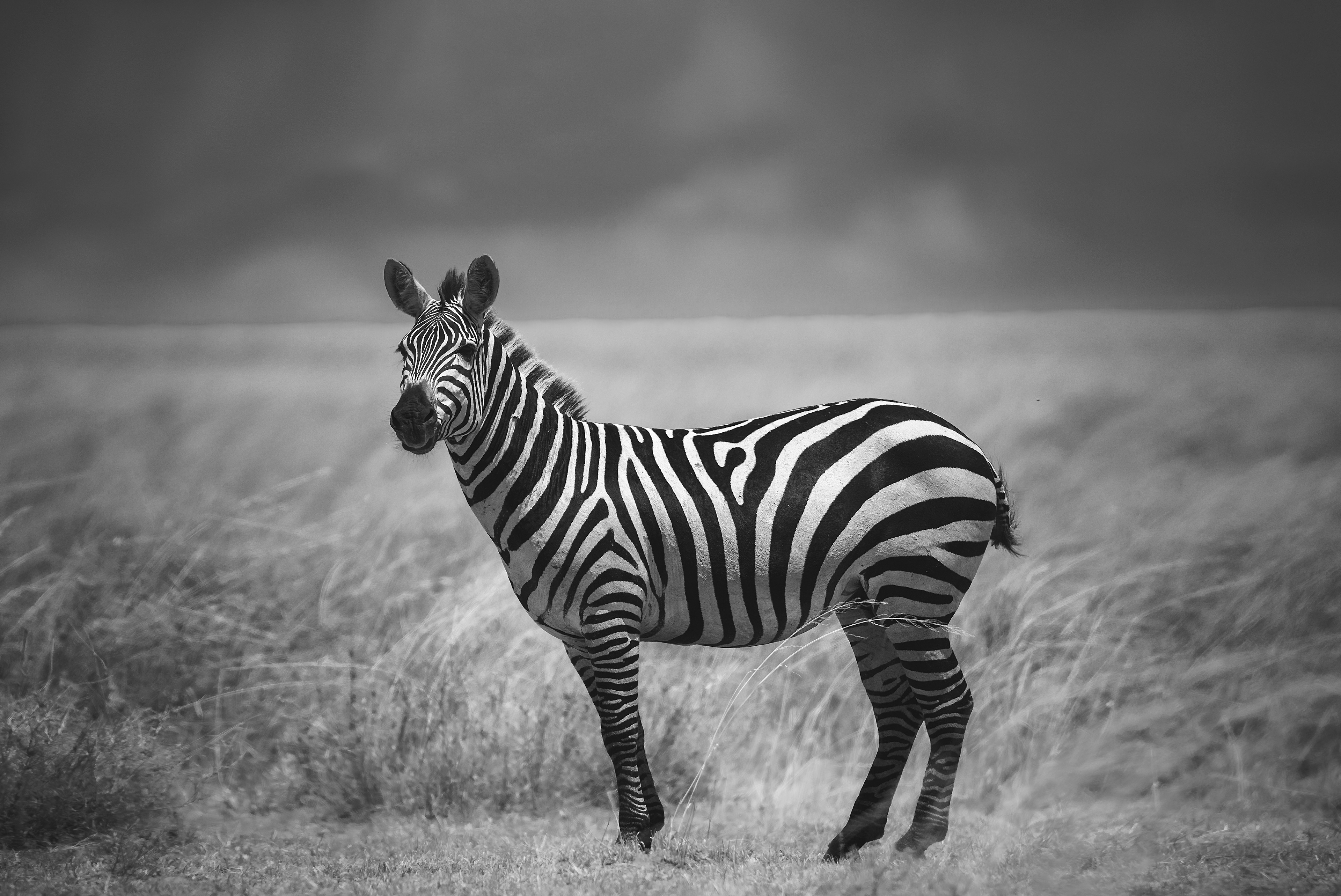 Cebra común (Equus quagga) 
