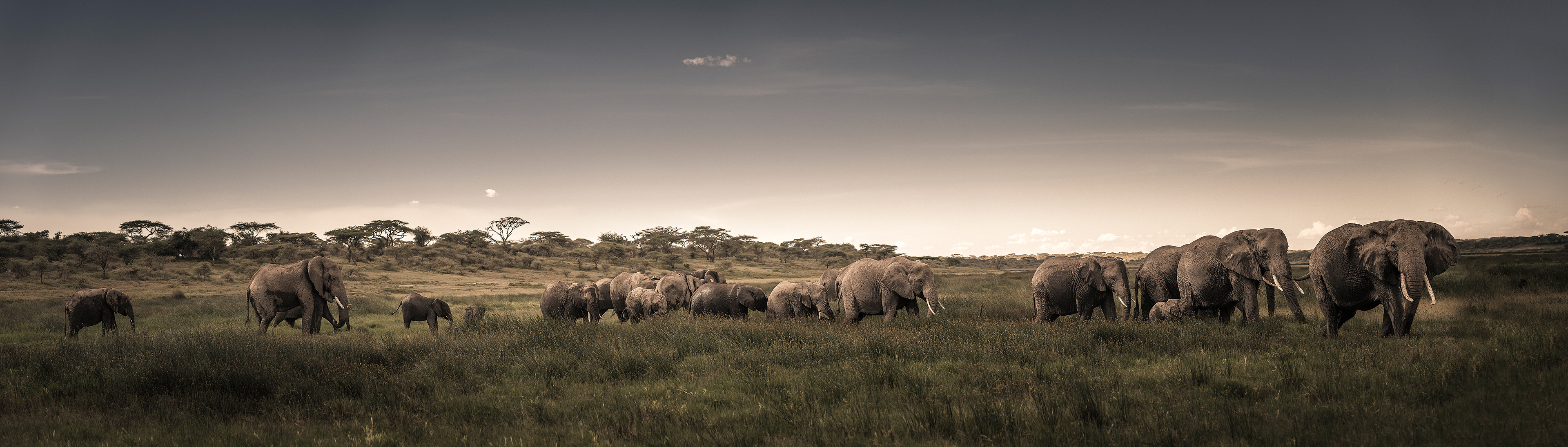 Elefante africano (Loxodonta africana)