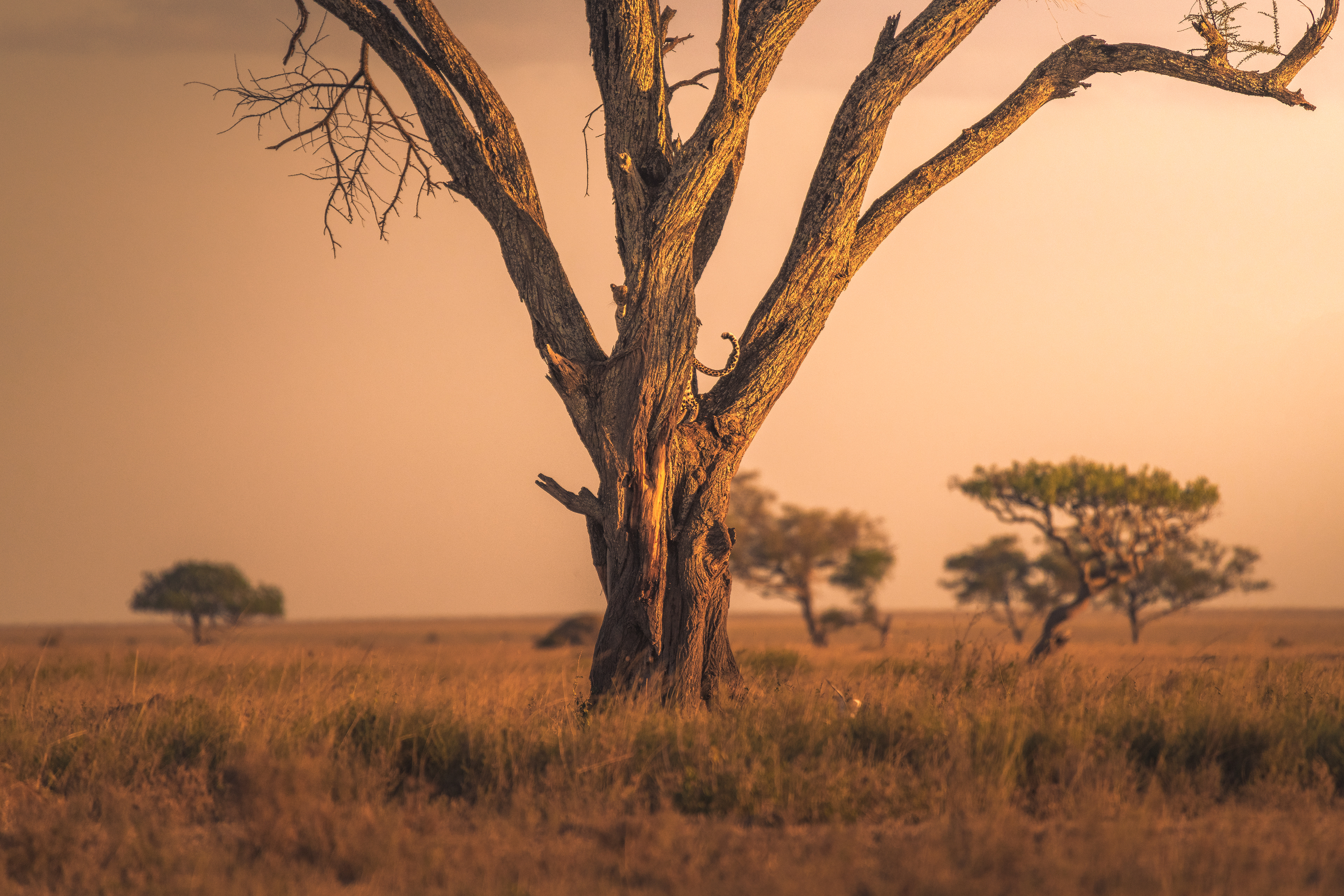 Leopardo (Panthera pardus)