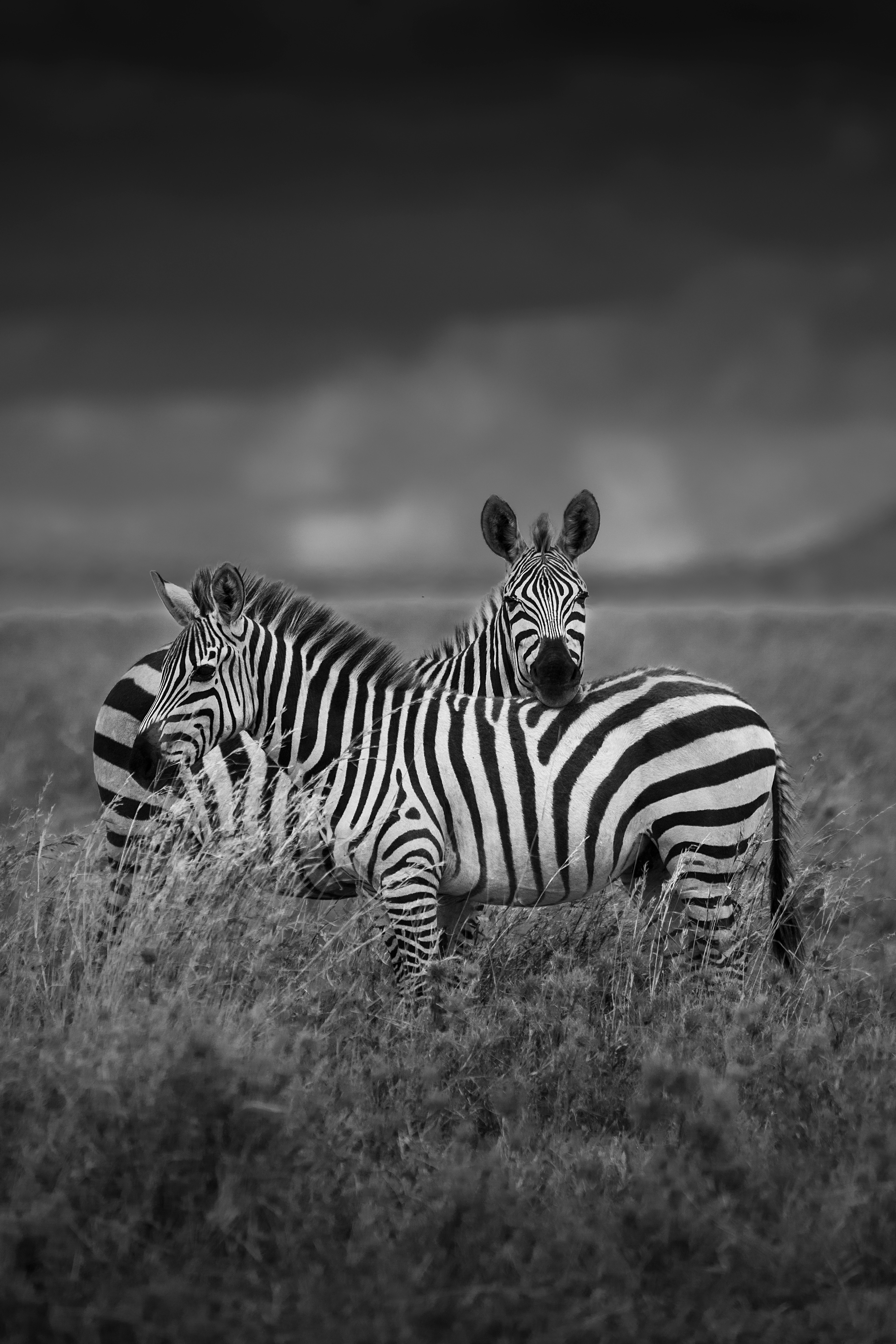 Cebra común (Equus quagga) 
