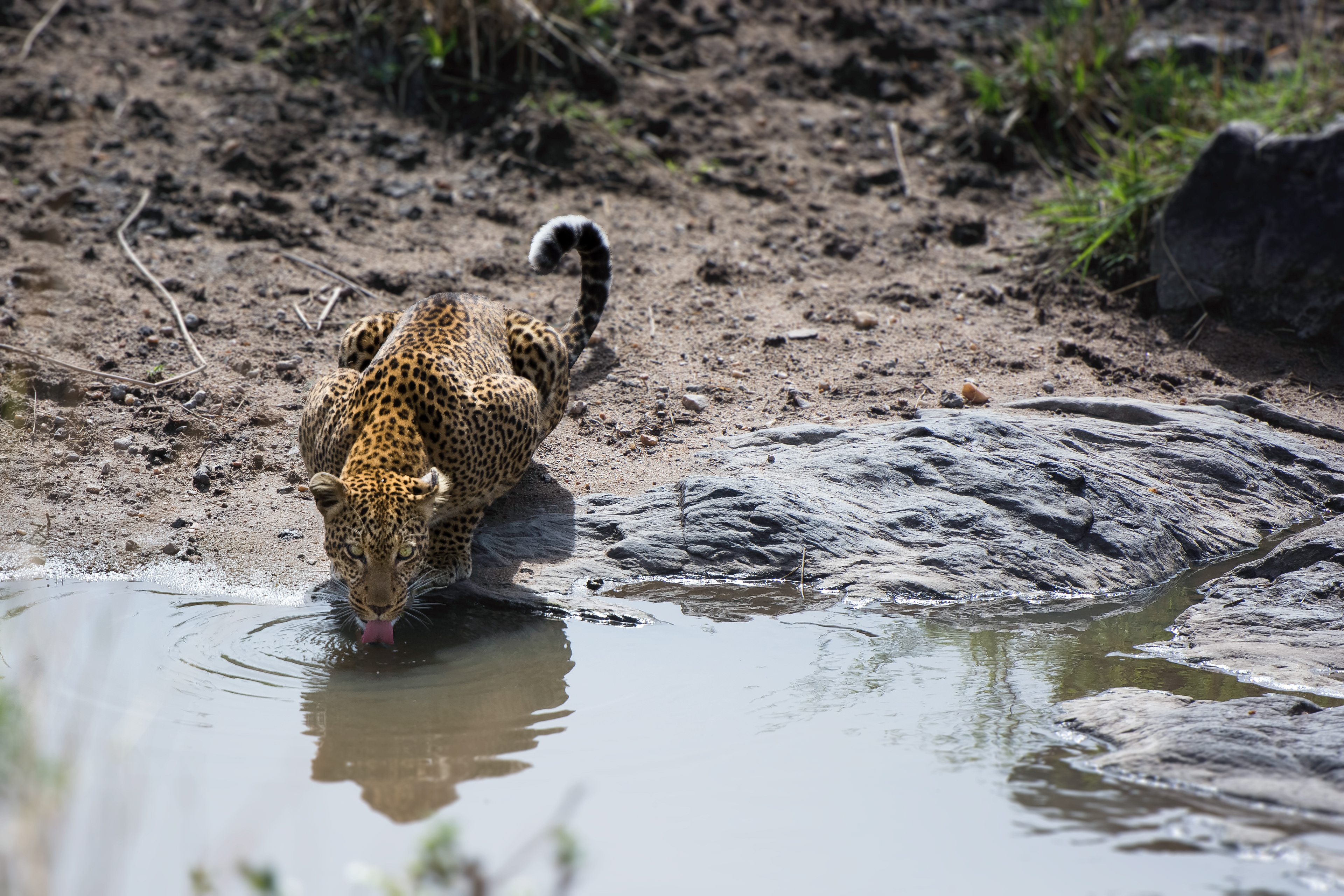 Leopardo (Panthera pardus)