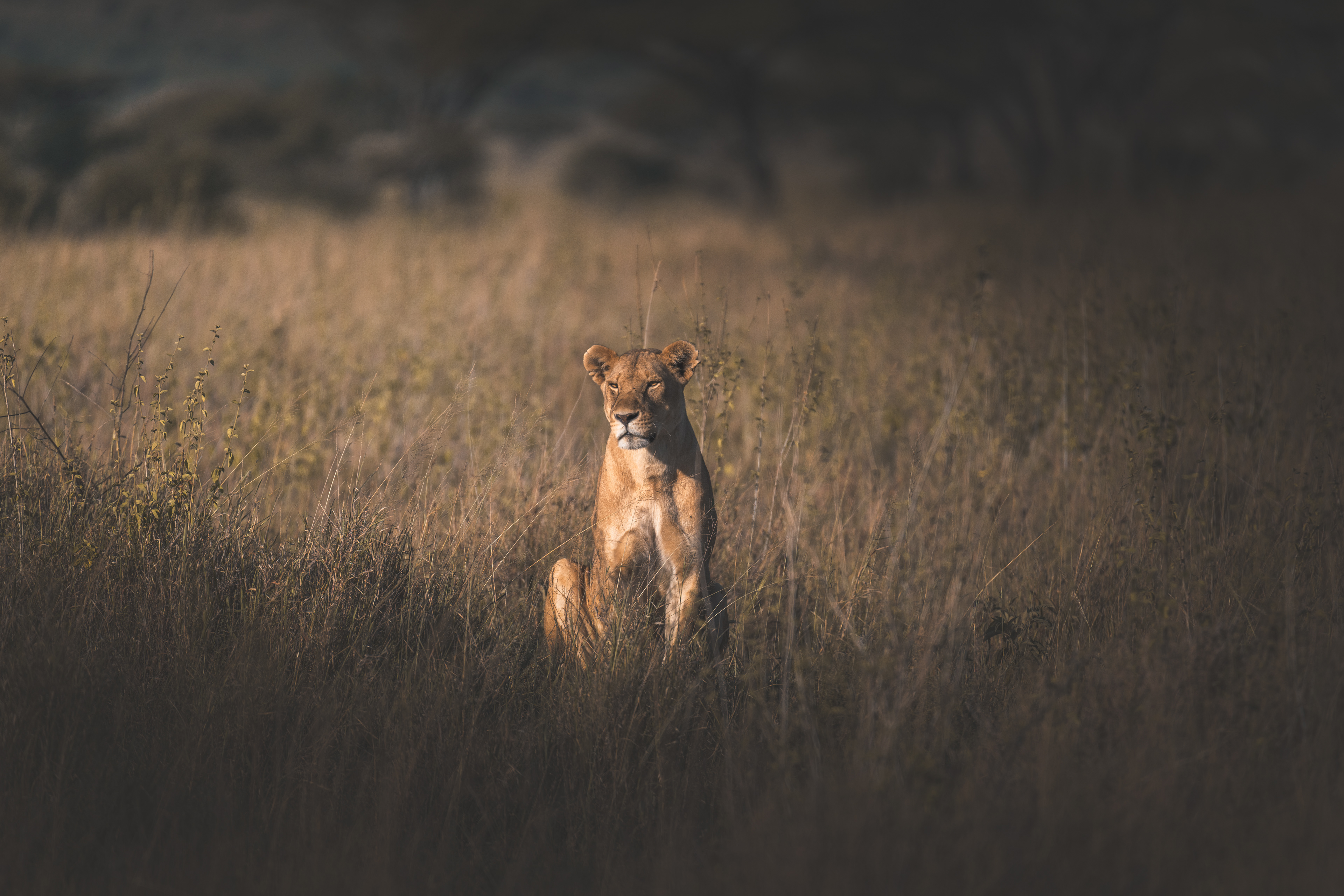 León (Panthera leo)