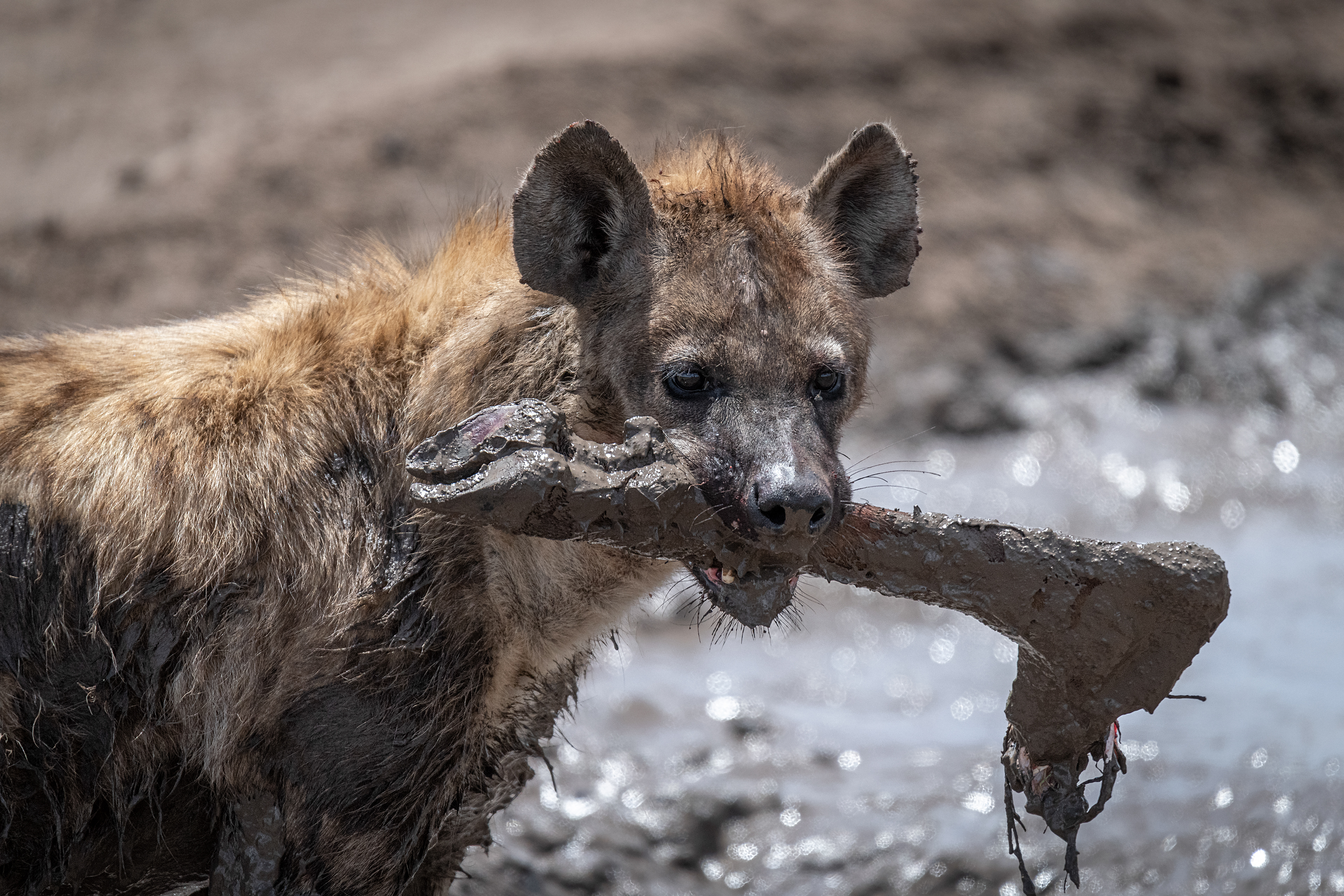 Hiena manchada (Crocuta crocuta)