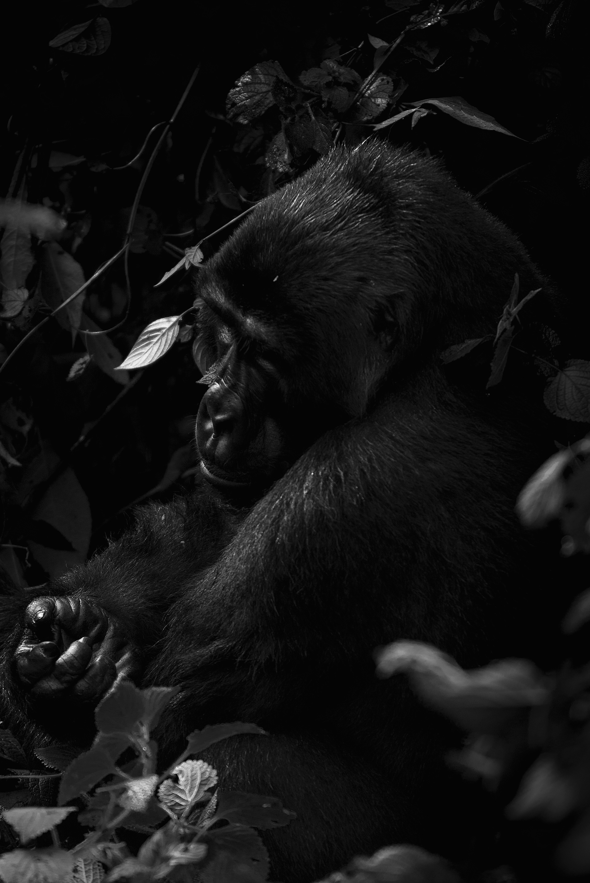 Gorila de Montaña (Gorilla beringei beringei)