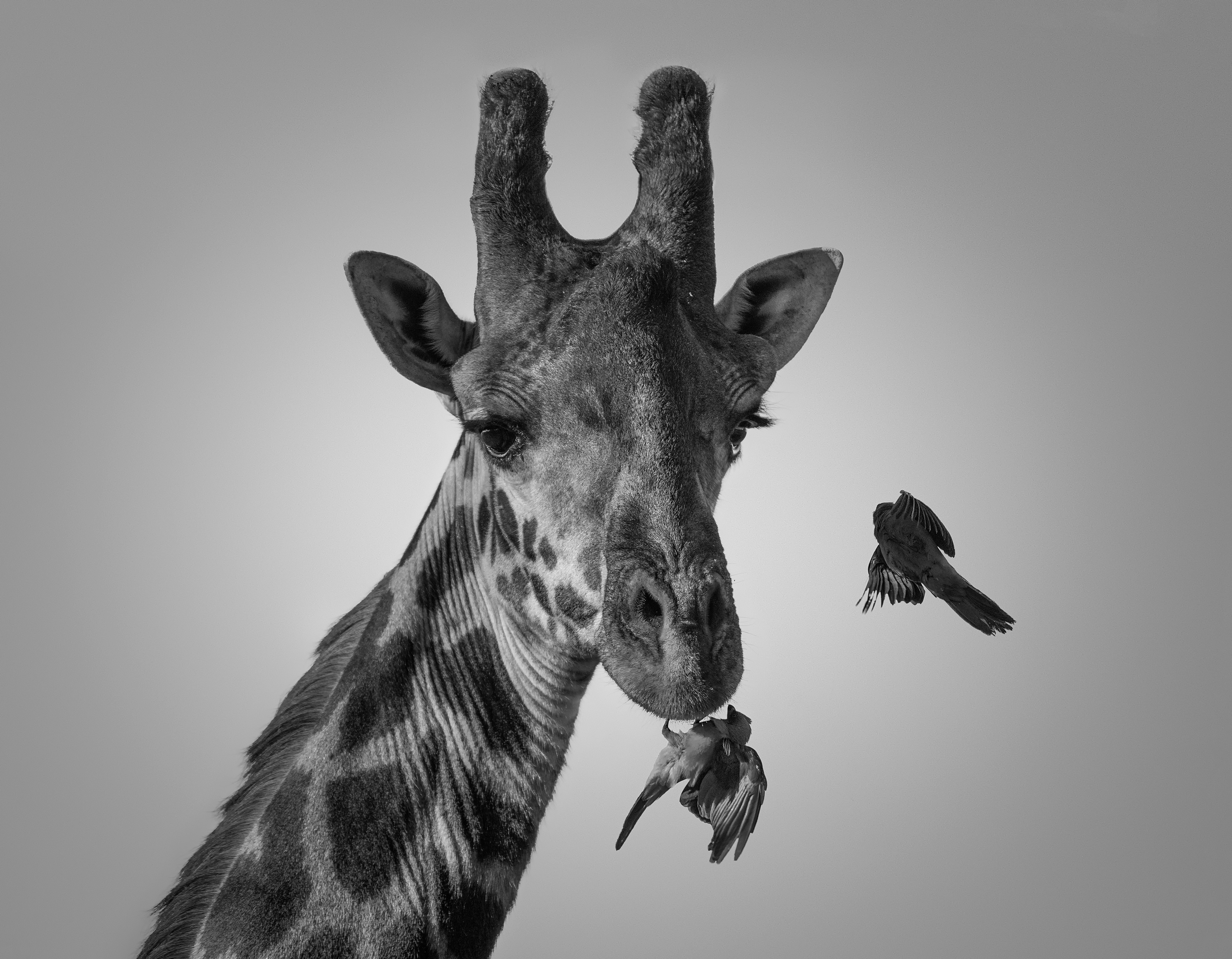 Jirafa (Giraffa camelopardalis)