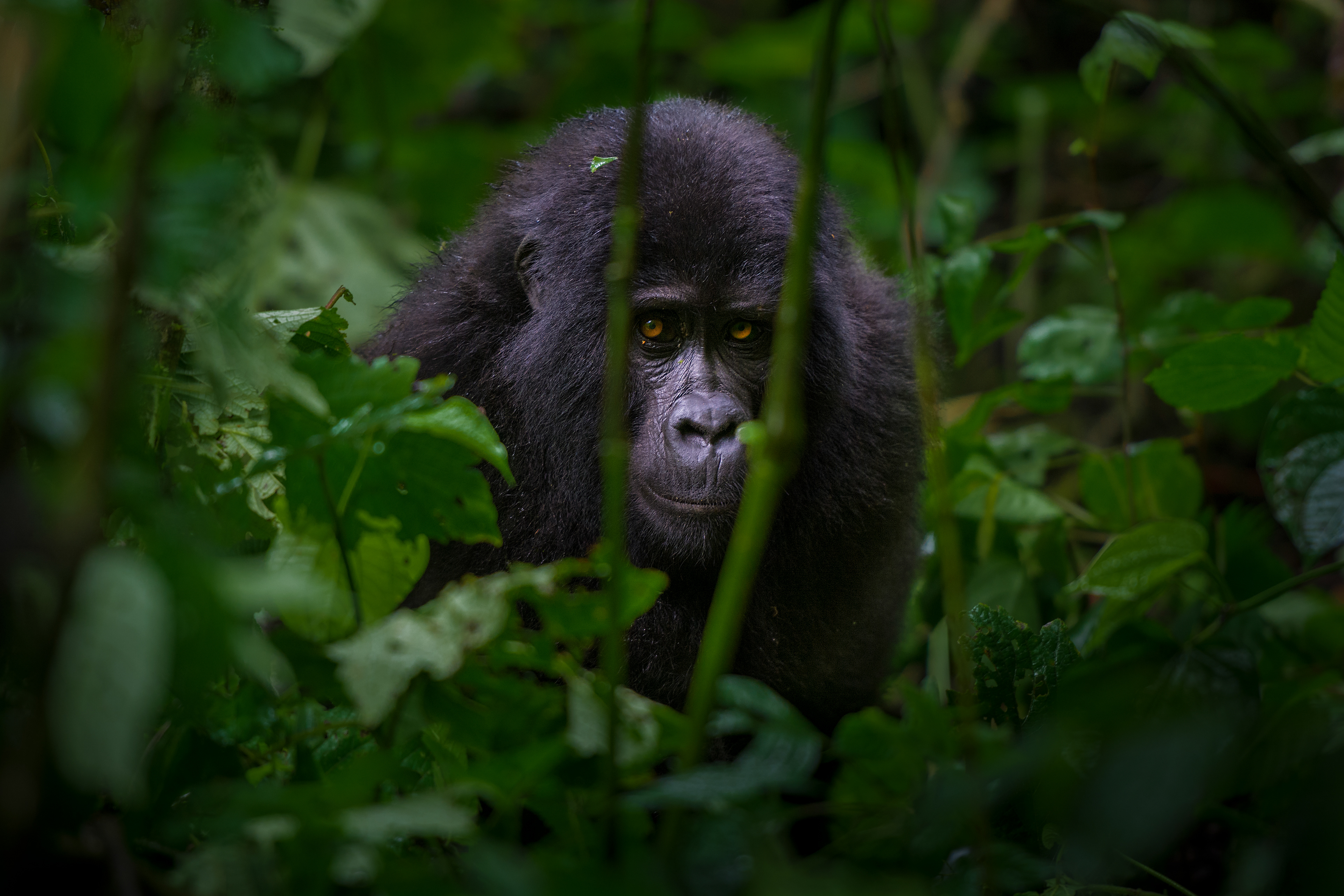 Gorila de Montaña (Gorilla beringei beringei)