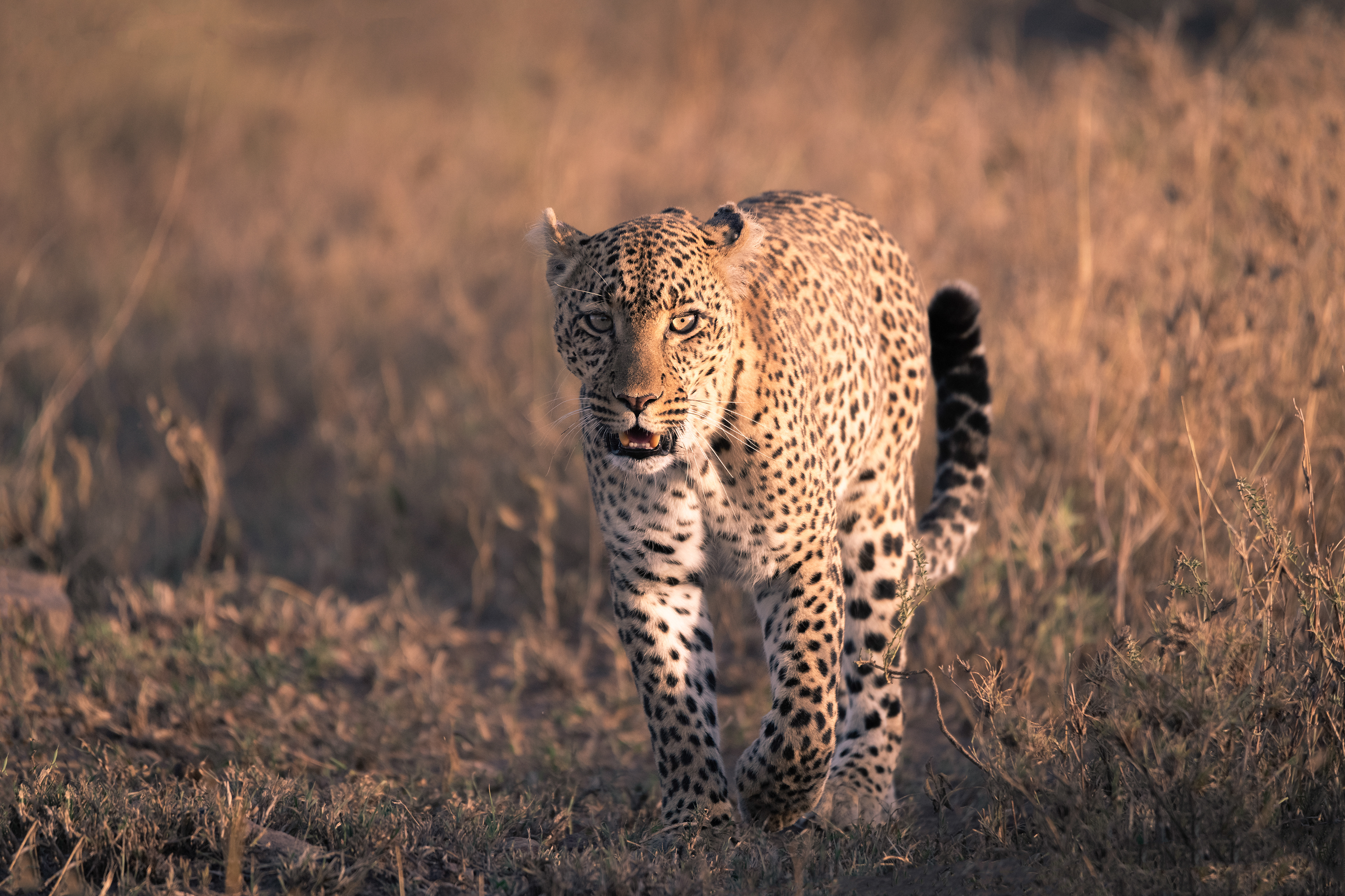 Leopardo (Panthera pardus)
