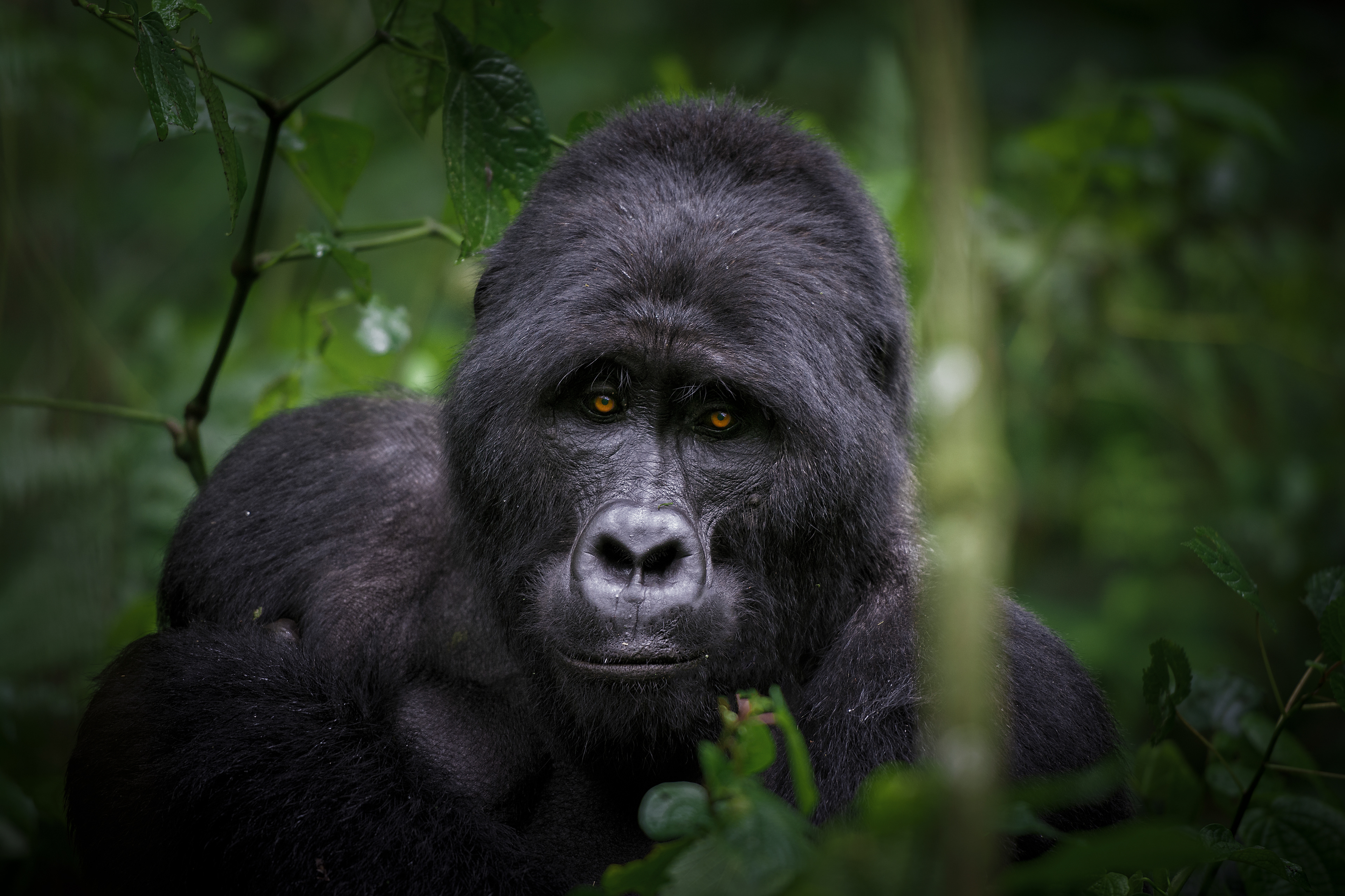 Gorila de Montaña (Gorilla beringei beringei)