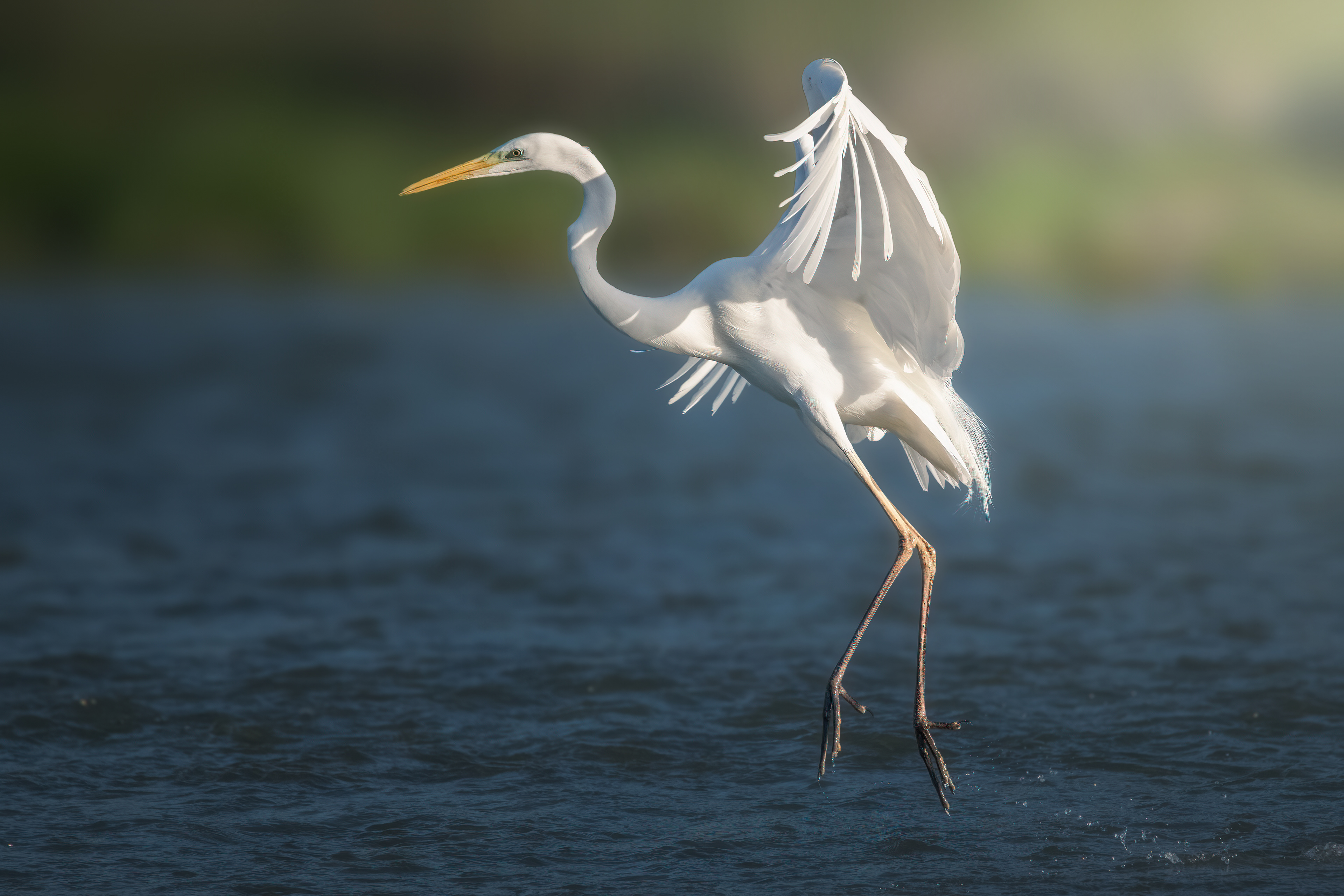 Garza blanca (Ardea alba)