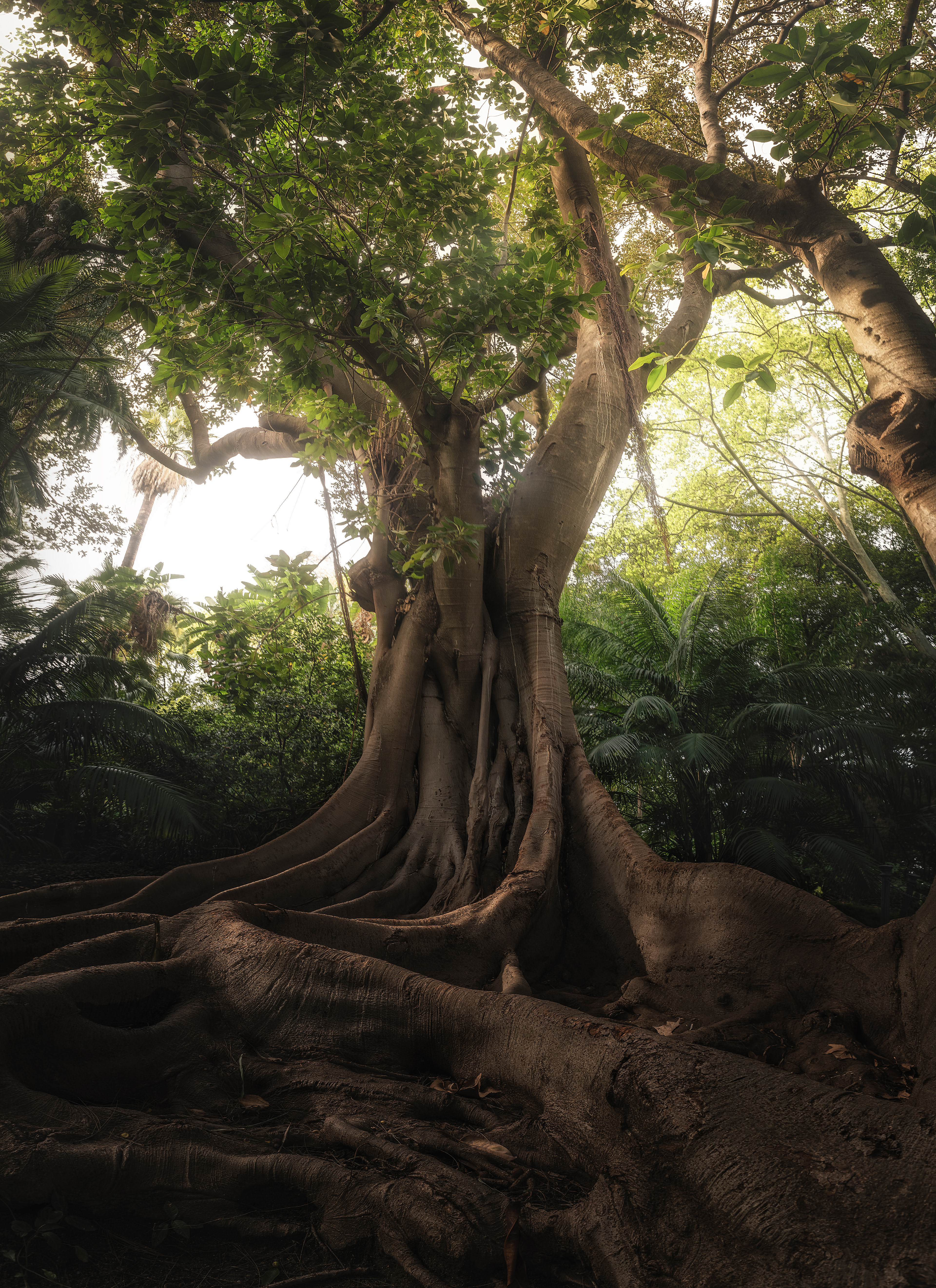 Jardín de la Concepción