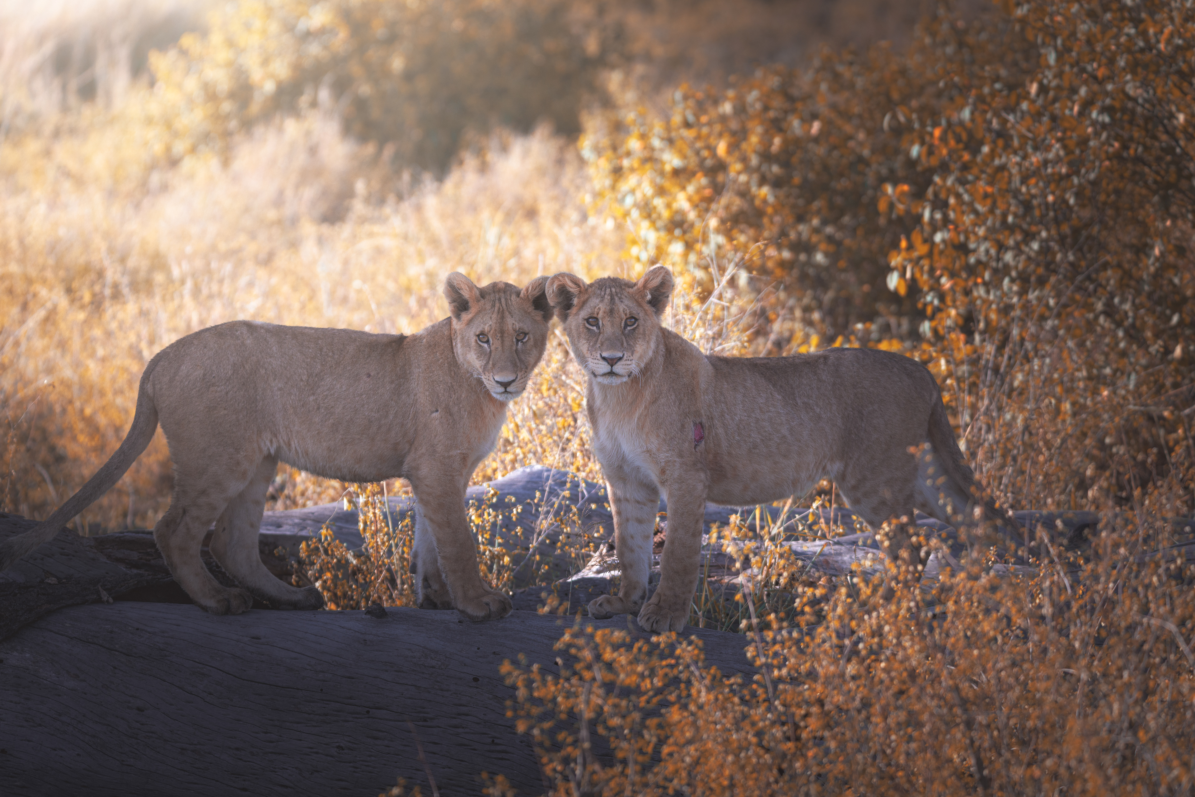 León (Panthera leo)