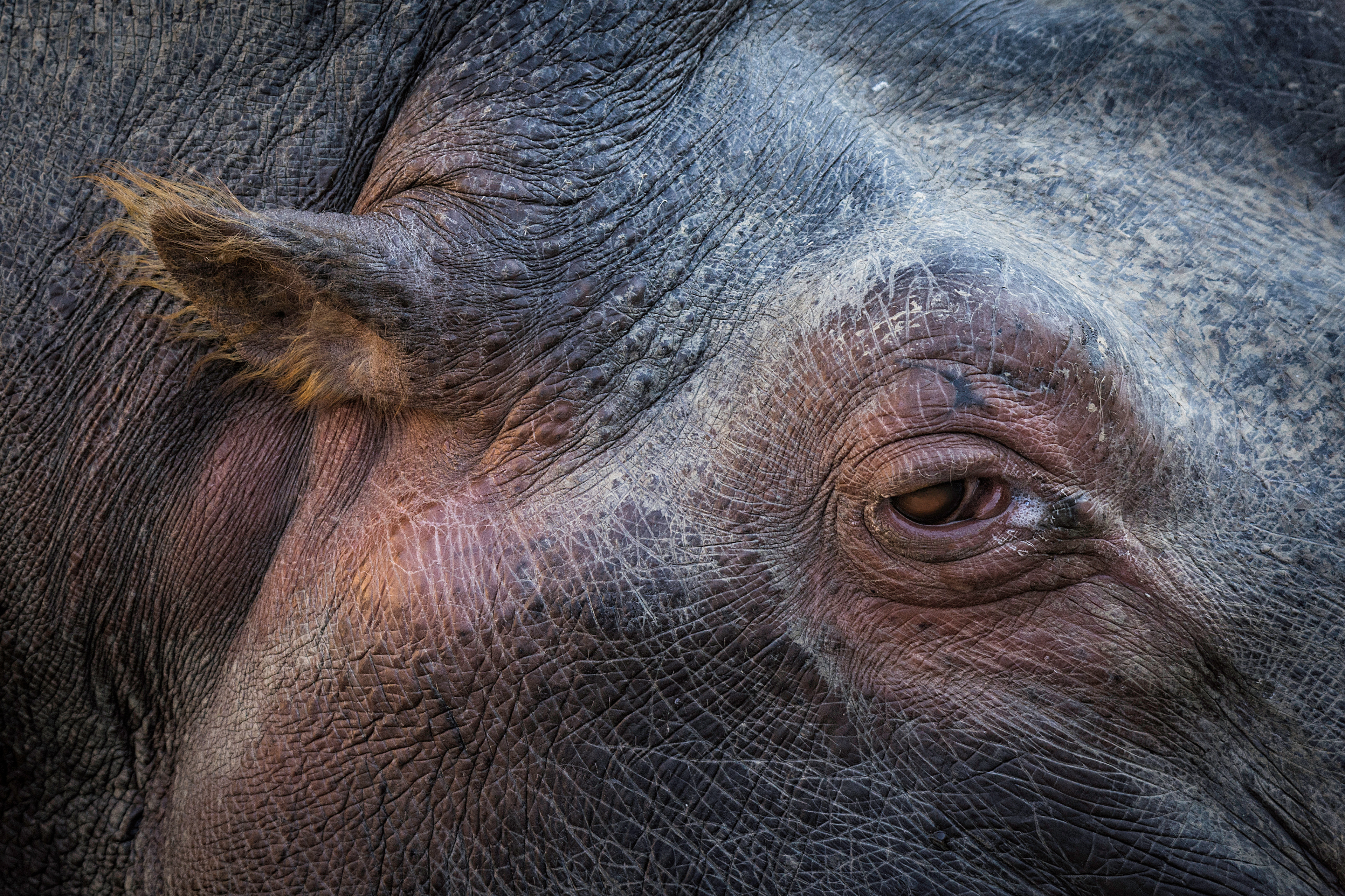 Hipopótamo común (Hippopotamus amphibius)