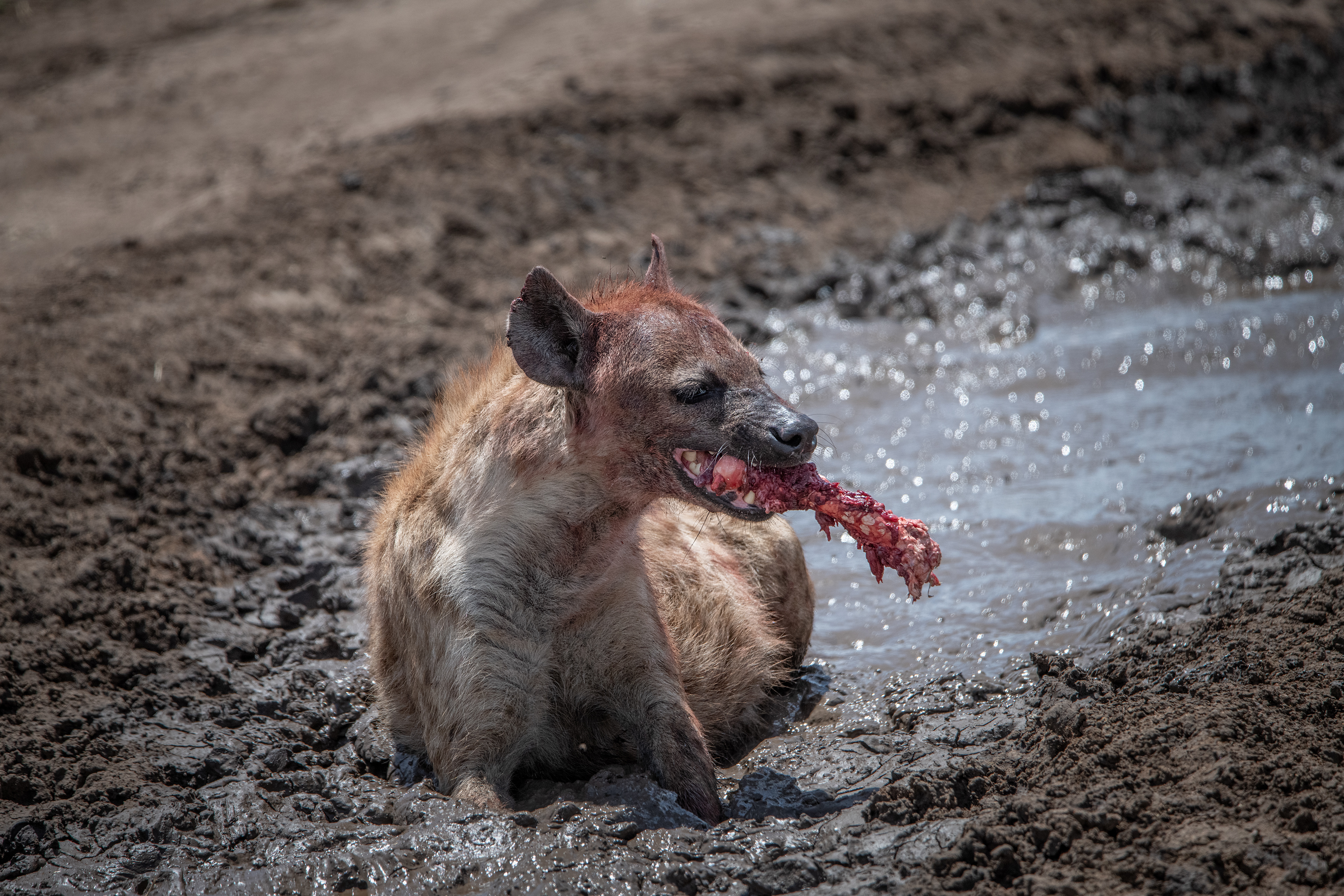 Hiena manchada (Crocuta crocuta)