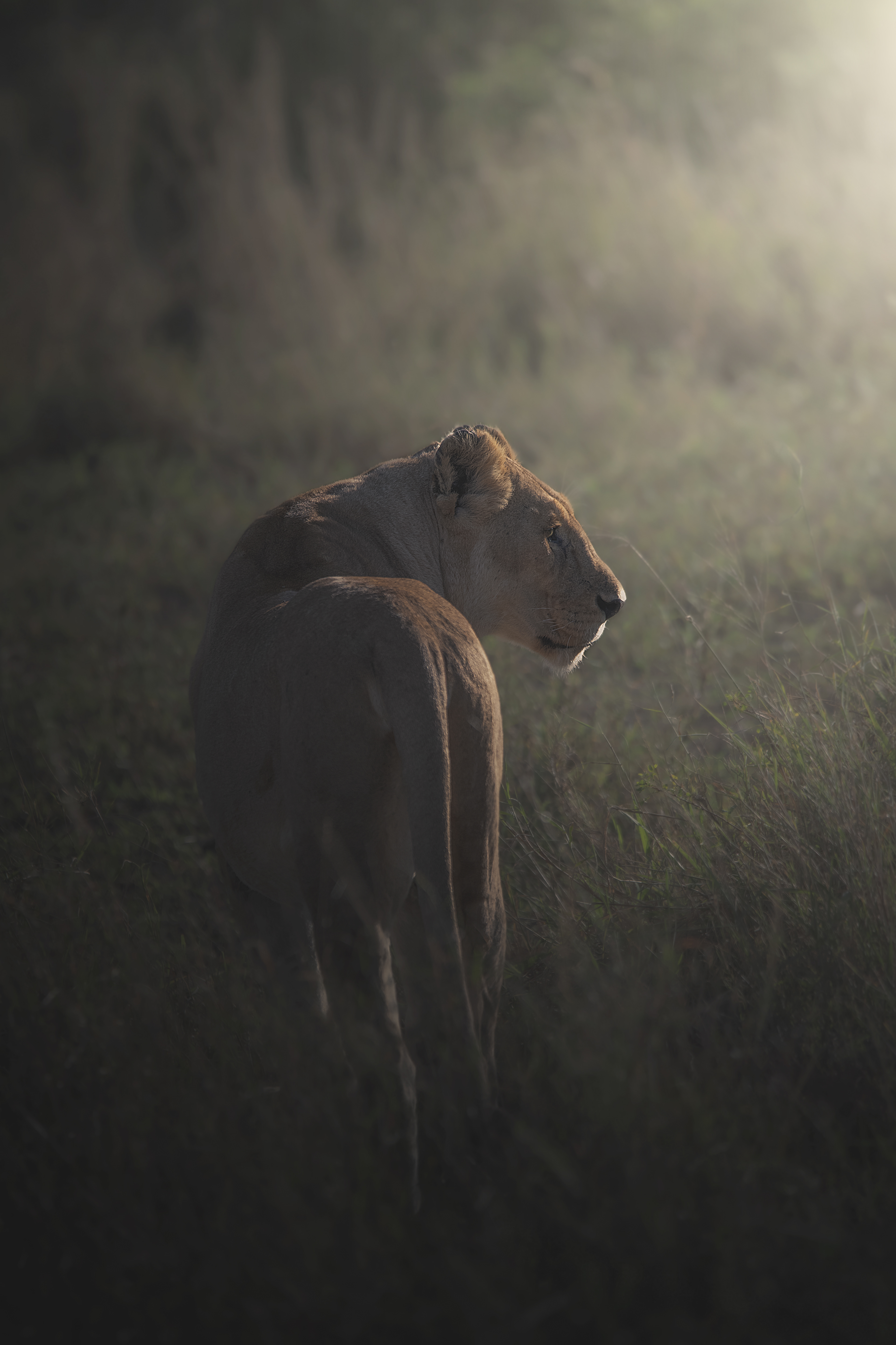 León (Panthera leo)