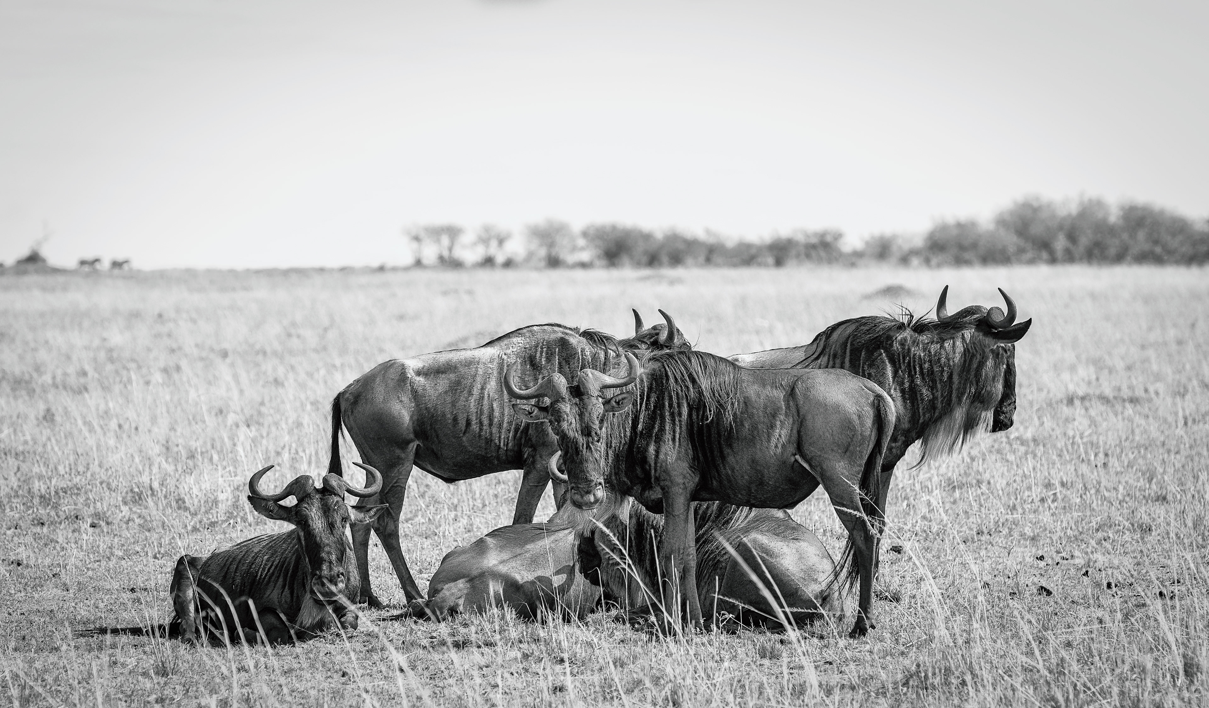 Ñu azul (Connochaetes taurinus)