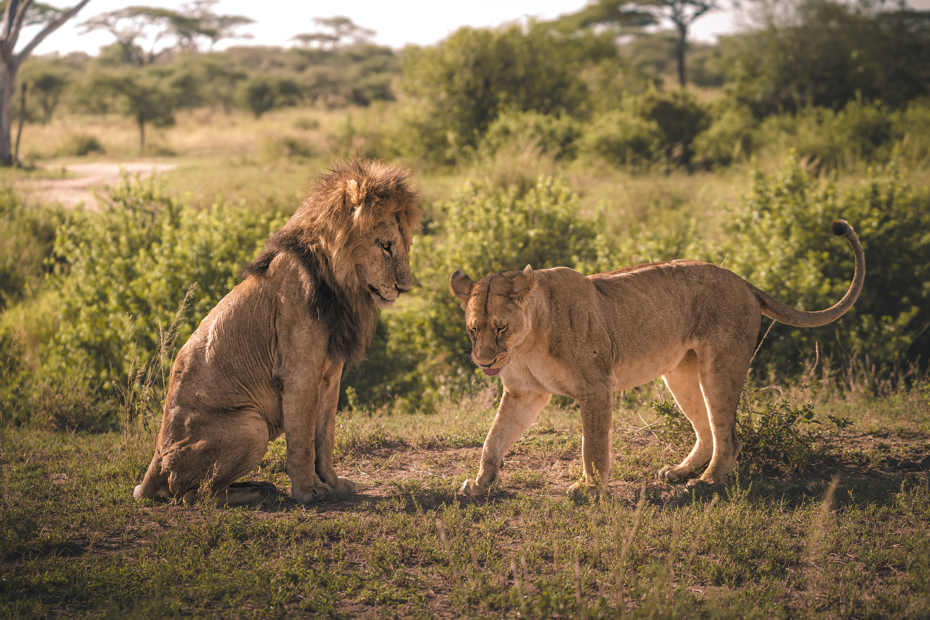 León (Panthera leo)