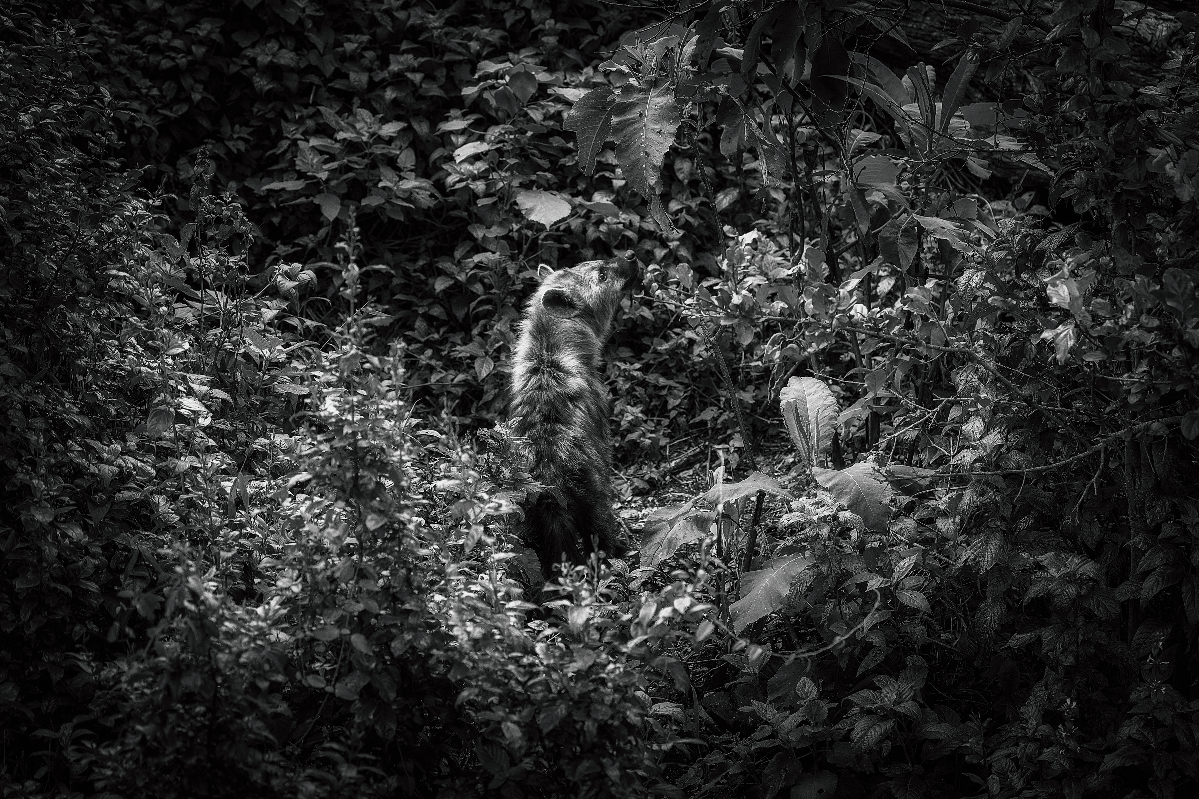 Hiena manchada (Crocuta crocuta)