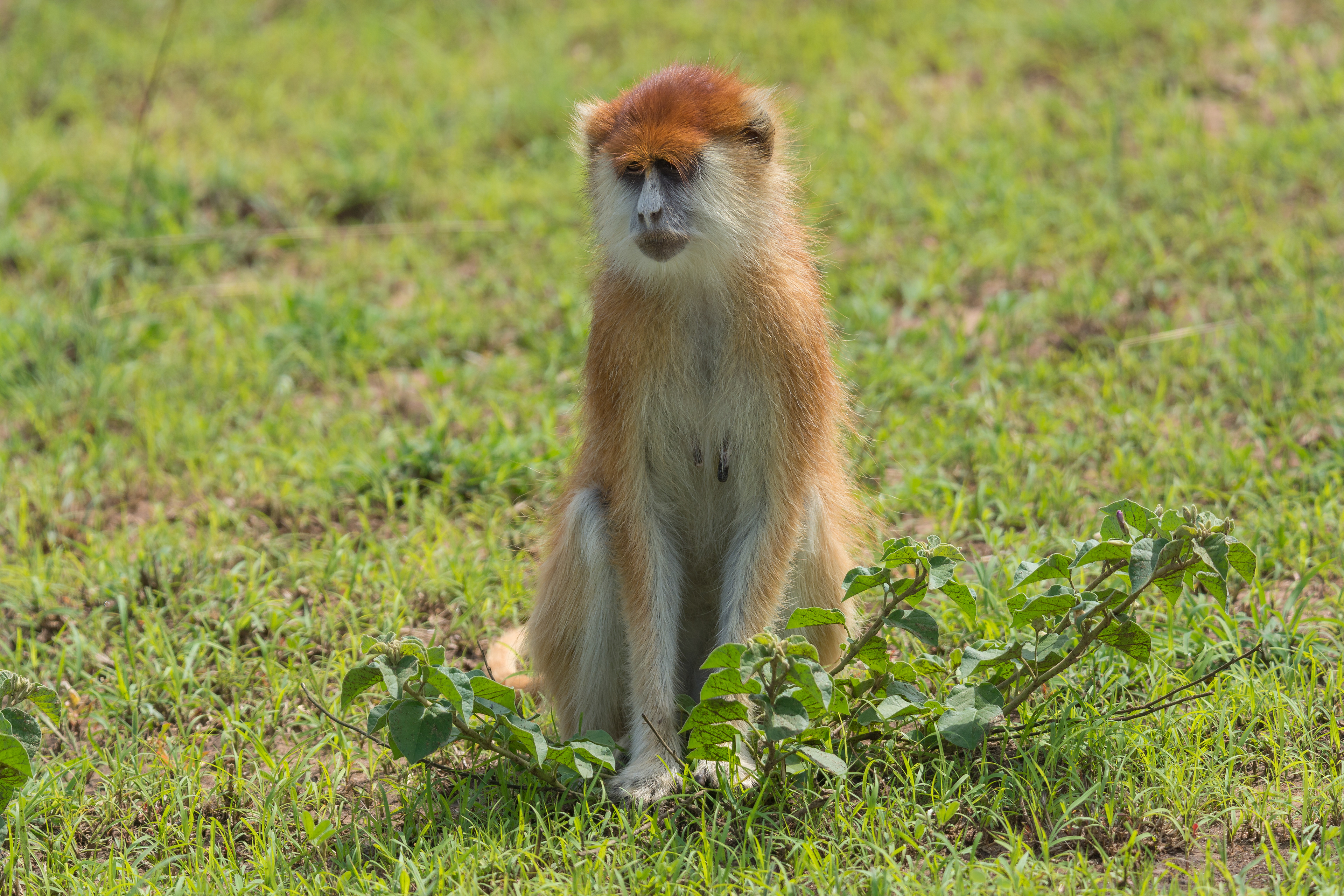 Mono de patas (Erythrocebus Hussar)