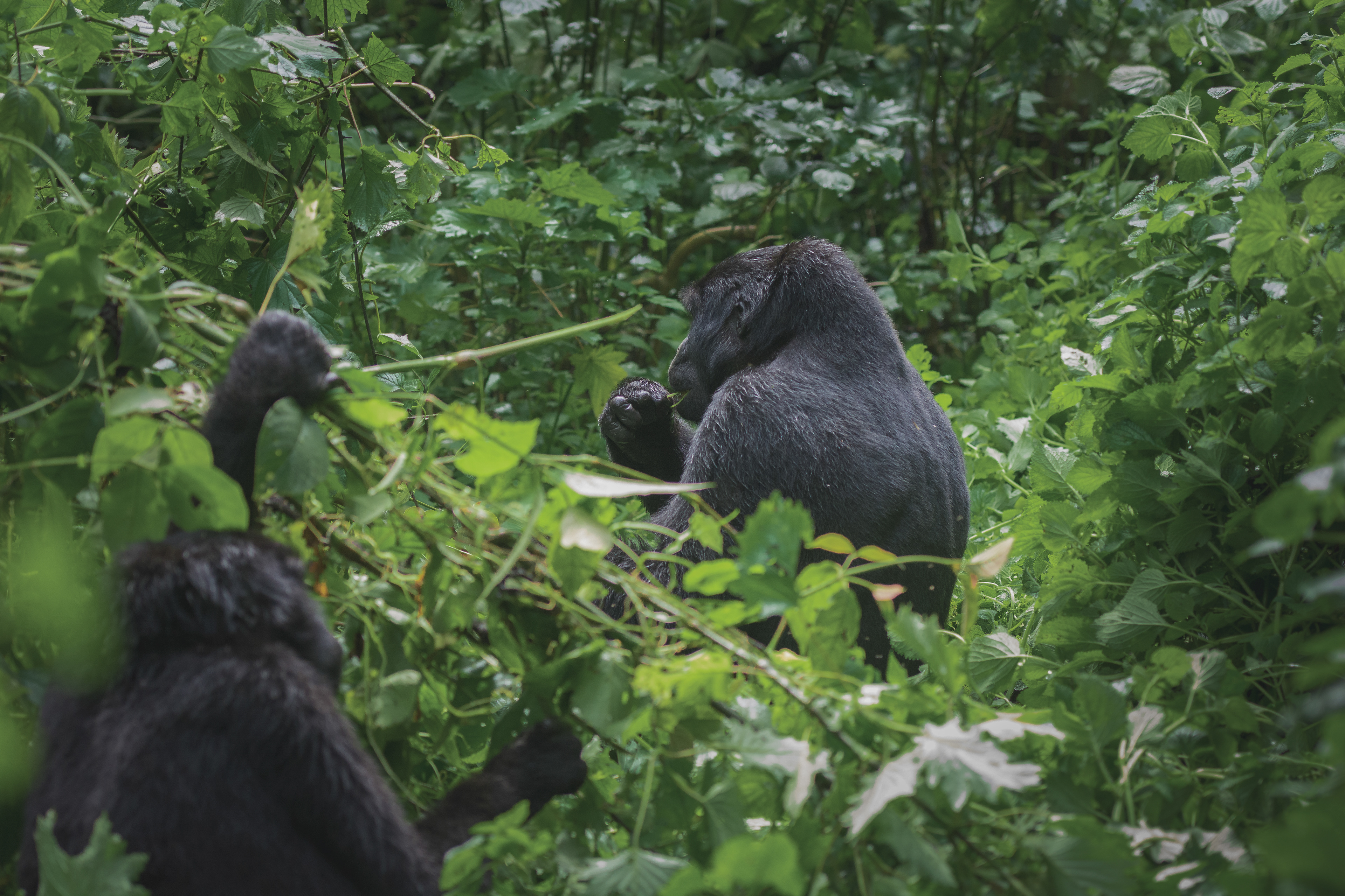 Gorila de Montaña (Gorilla beringei beringei)
