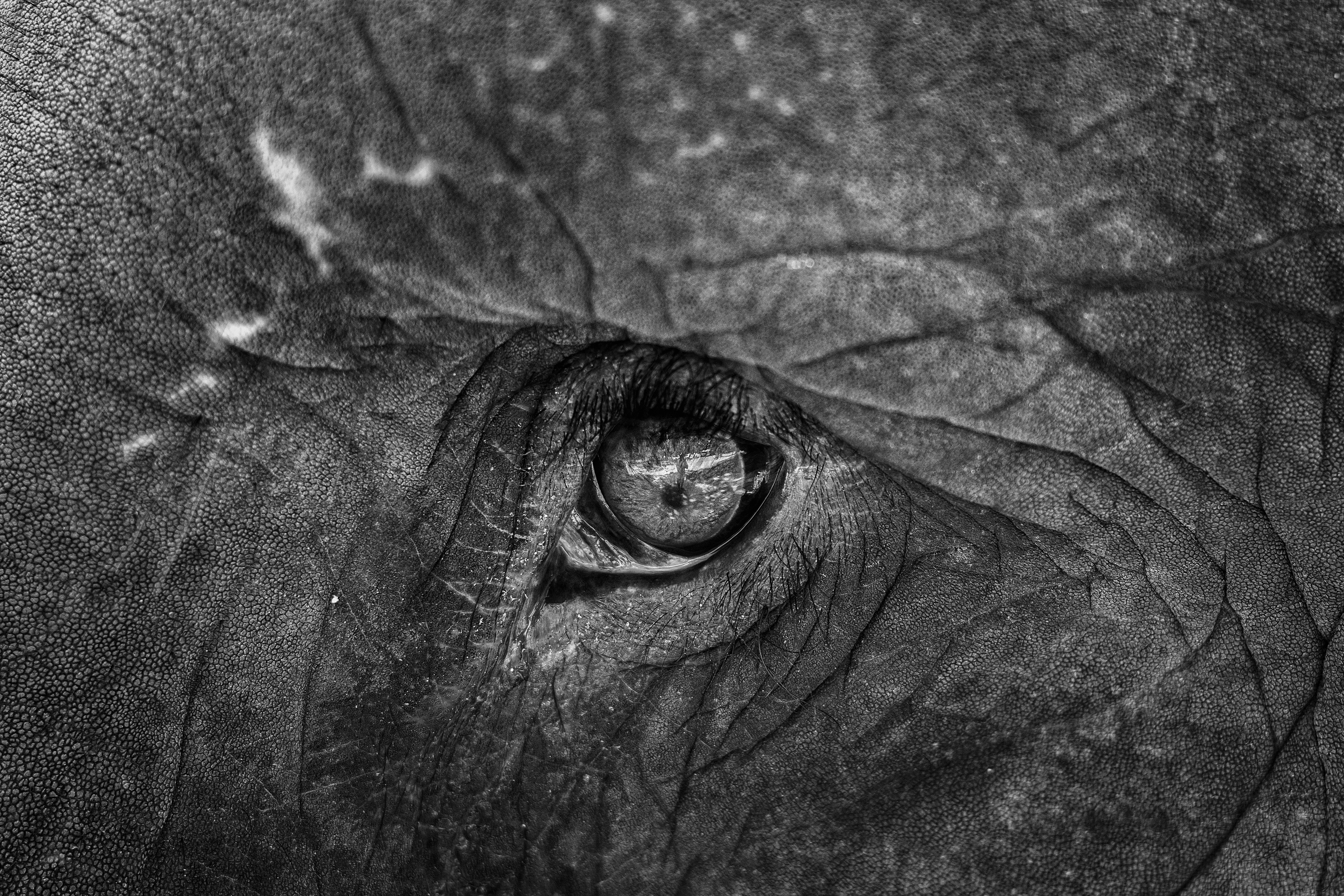  Elefante de Sri Lanka (Elephas maximus maximus)​