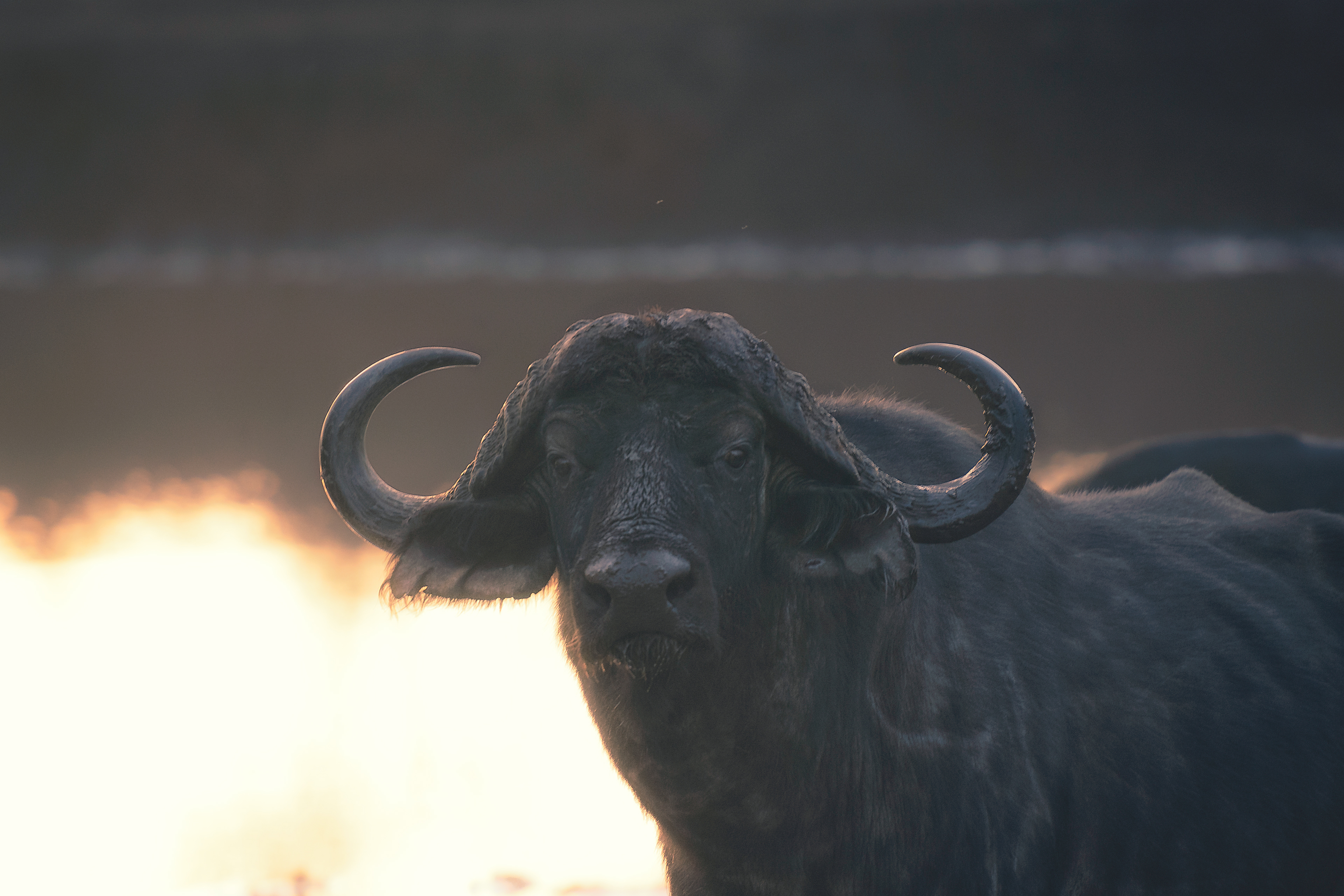 Búfalo cafre (Syncerus caffer)