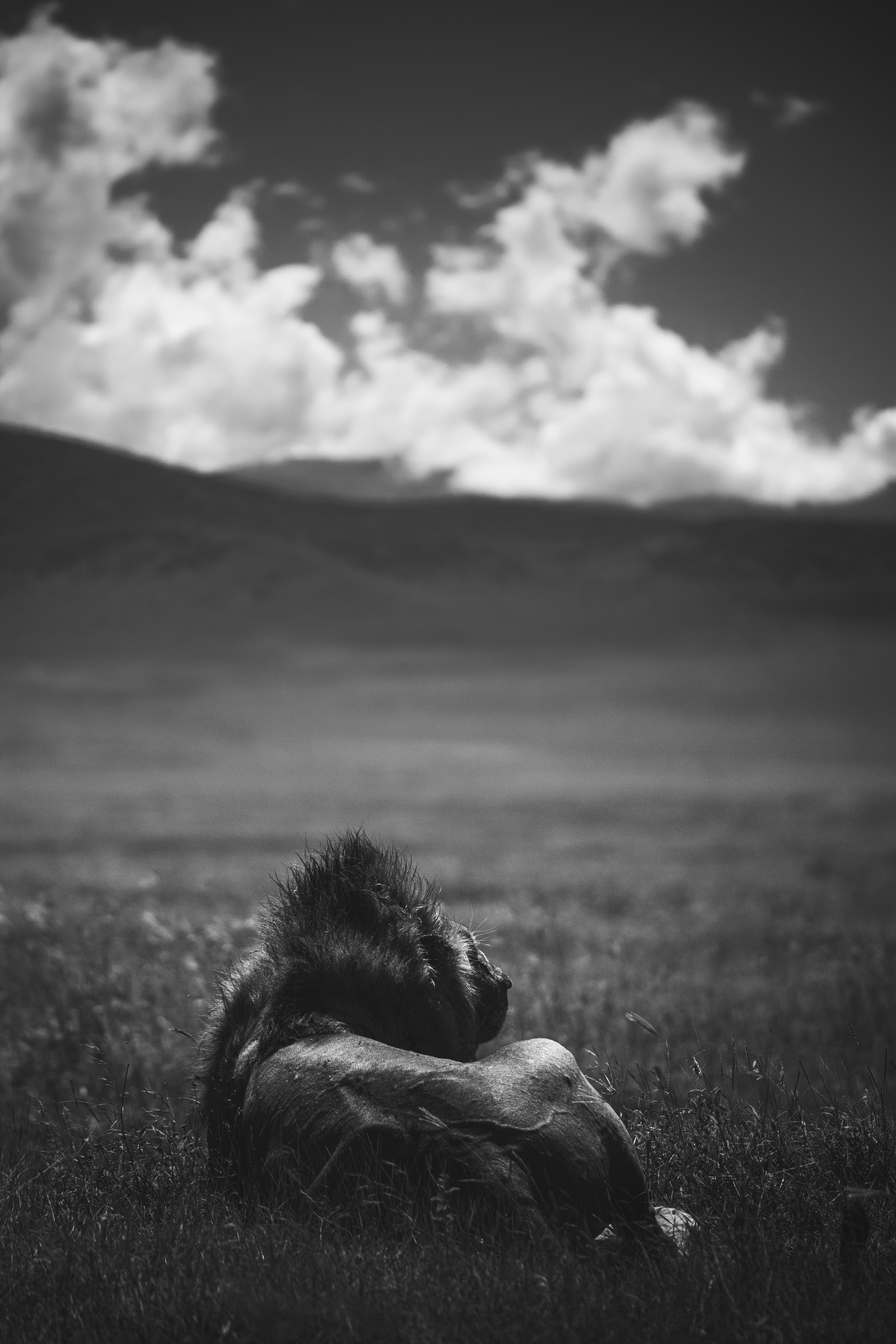 León (Panthera leo)