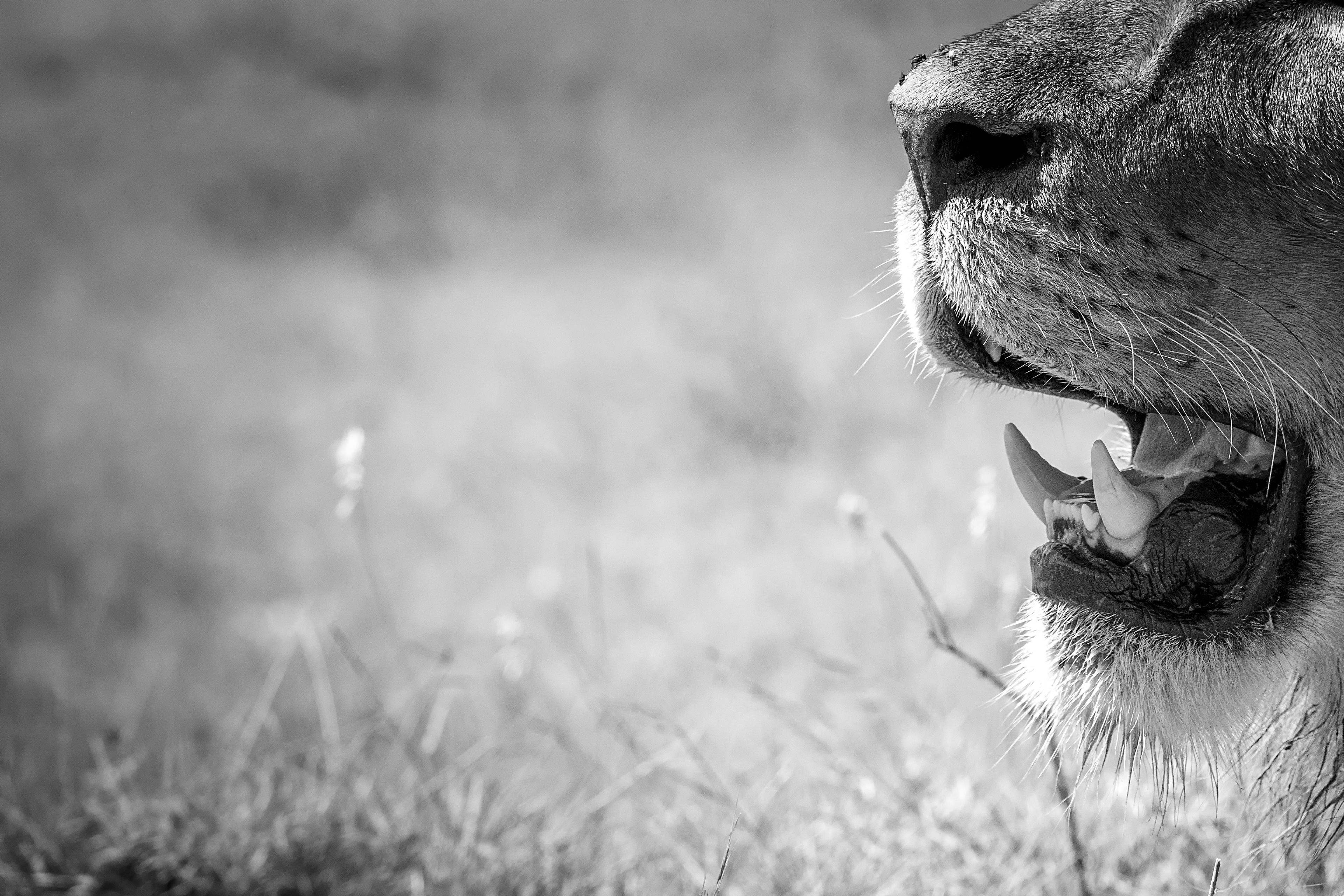 León (Panthera leo)