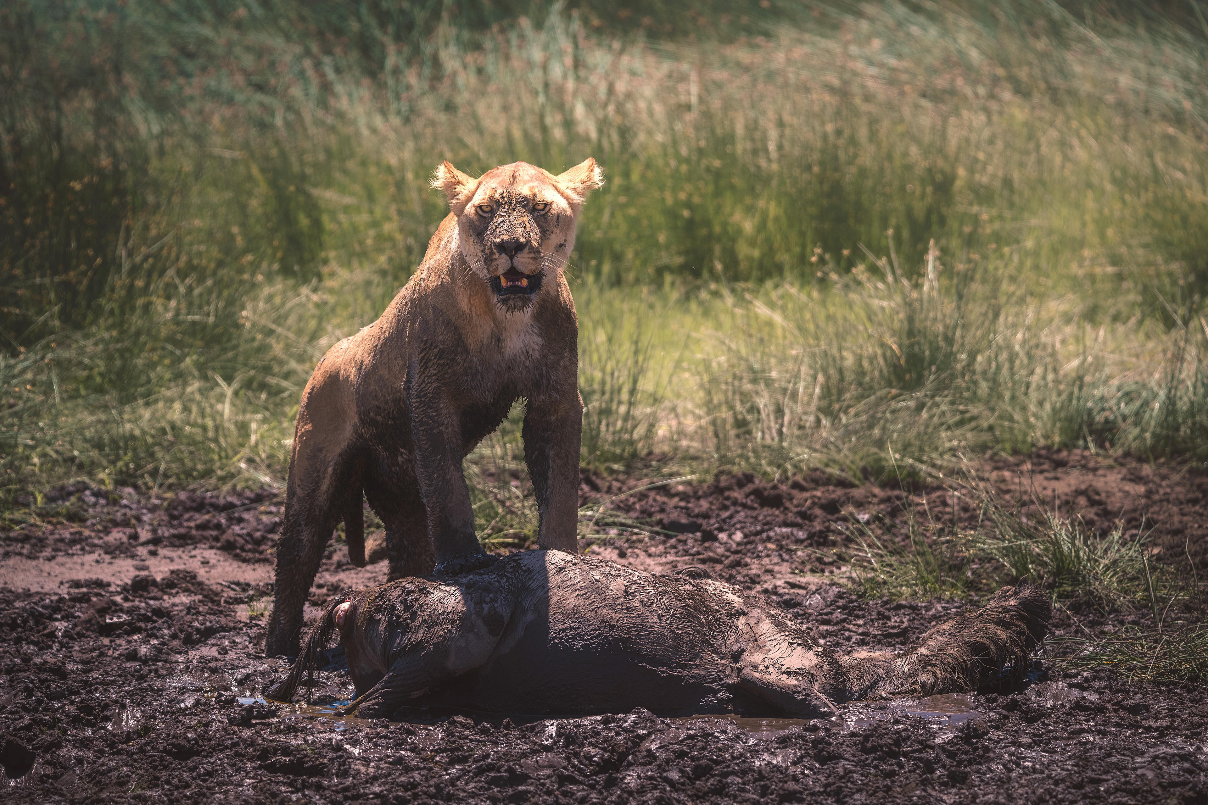 León (Panthera leo)
