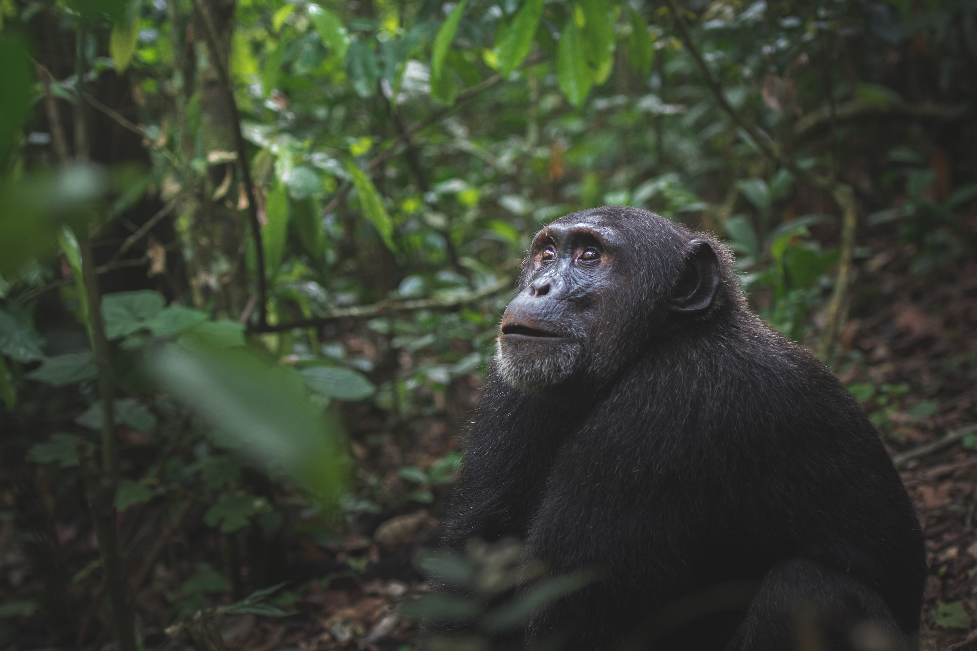 Chimpancé común (Pan troglodytes)