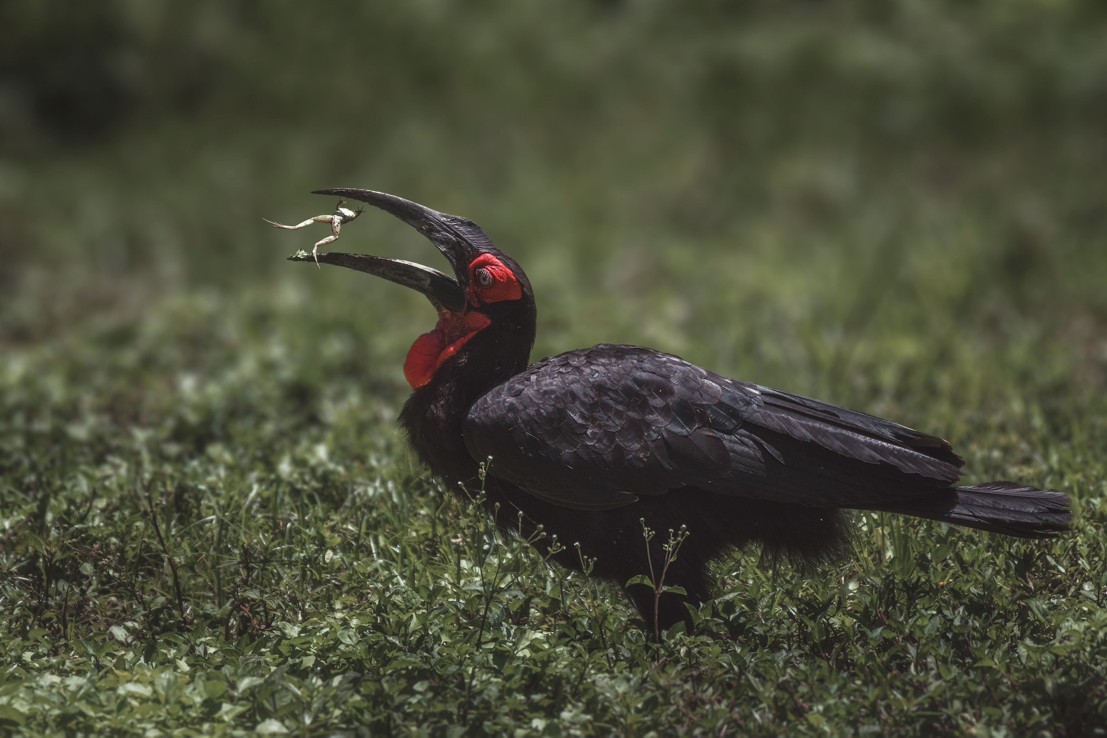 Cálao terrestre sureño (Bucorvus leadbeateri)​