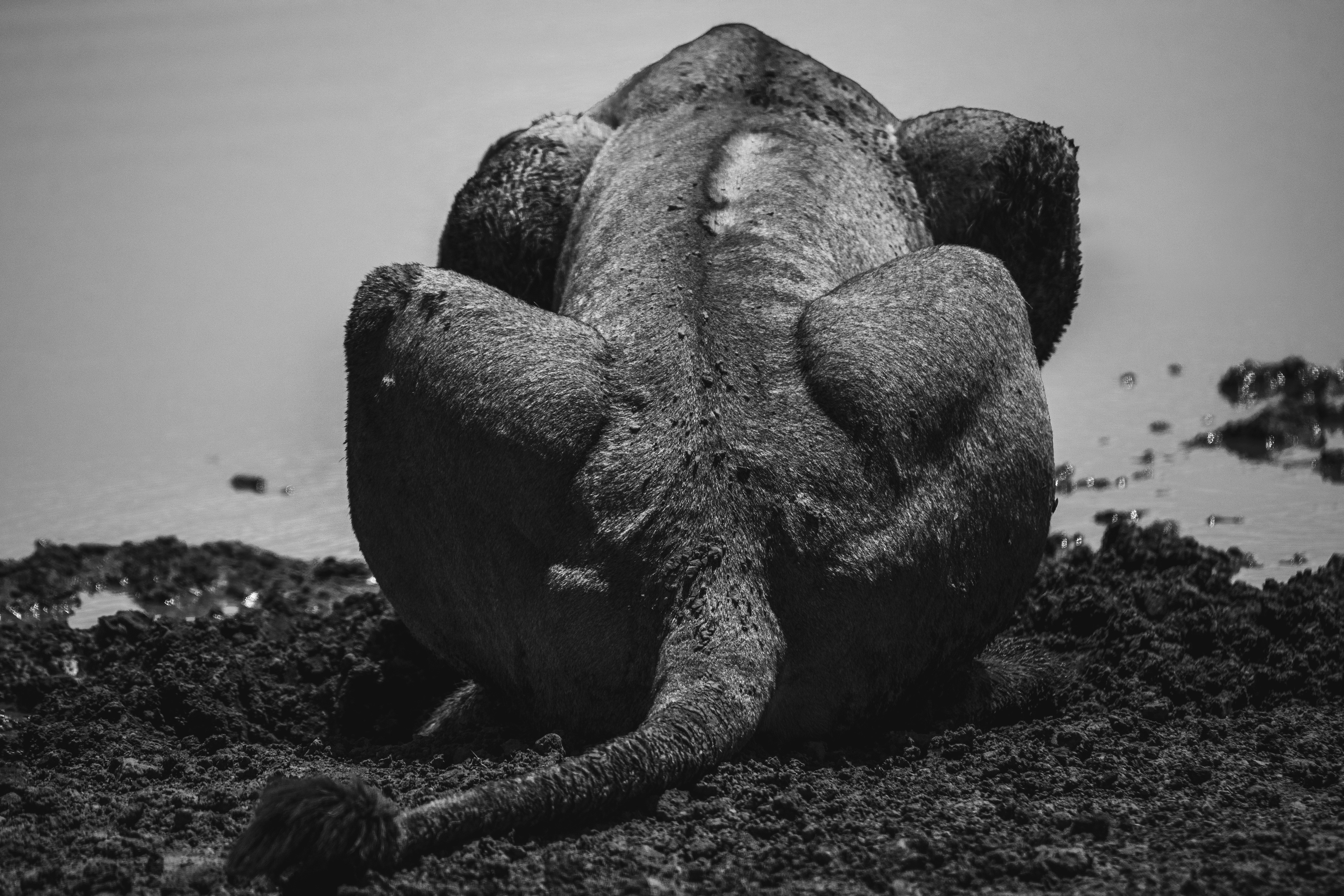 León (Panthera leo)