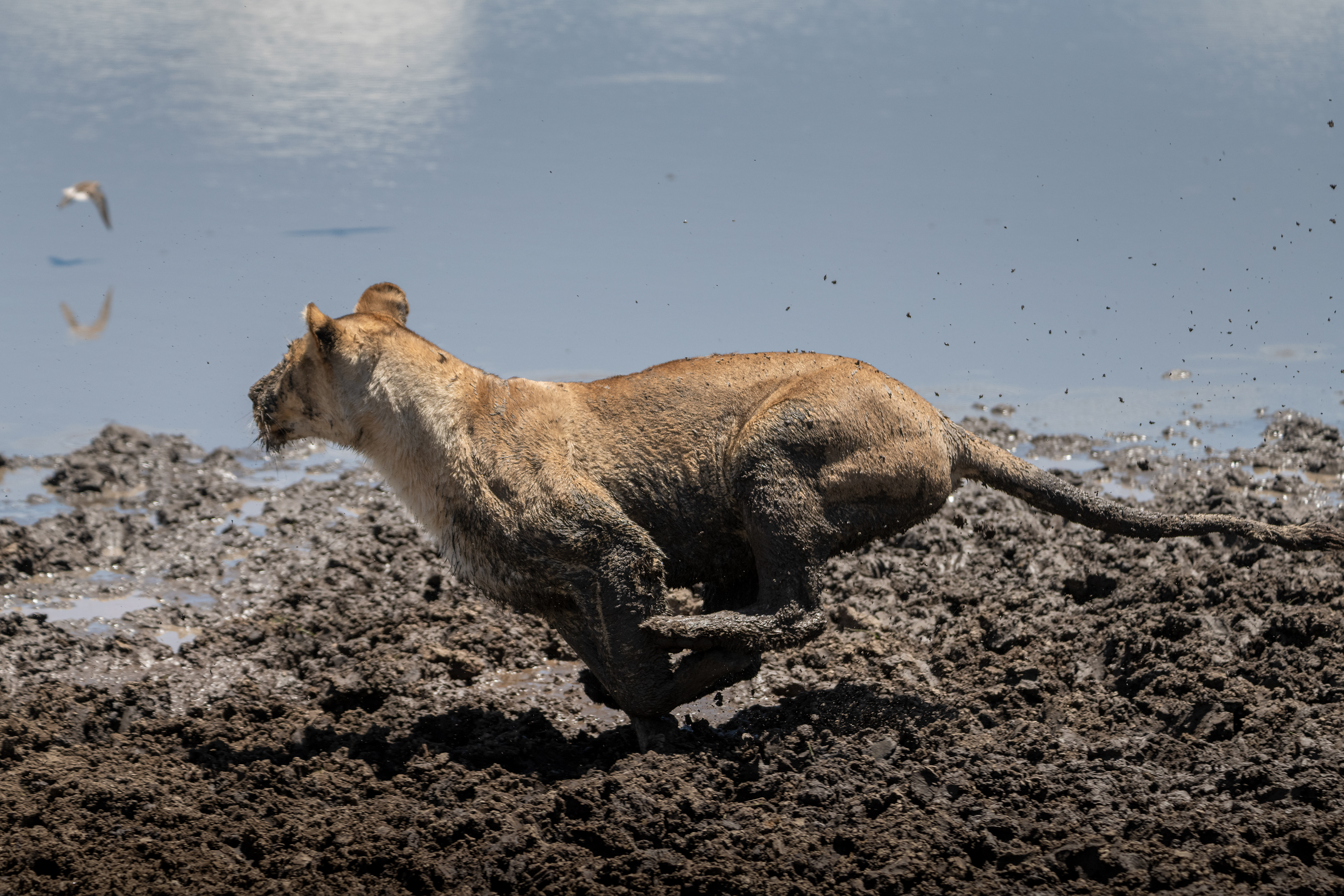 León (Panthera leo)