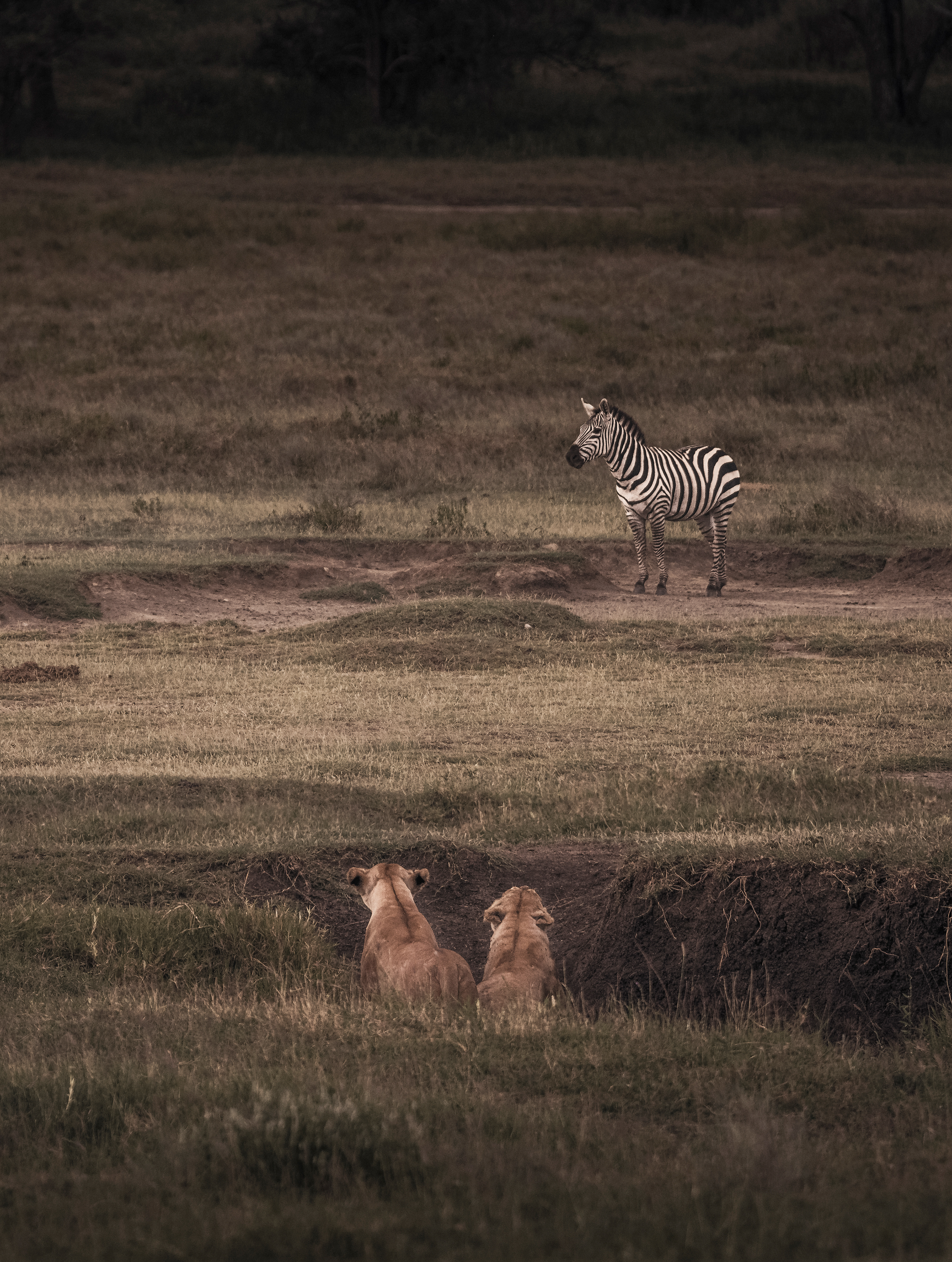León (Panthera leo)