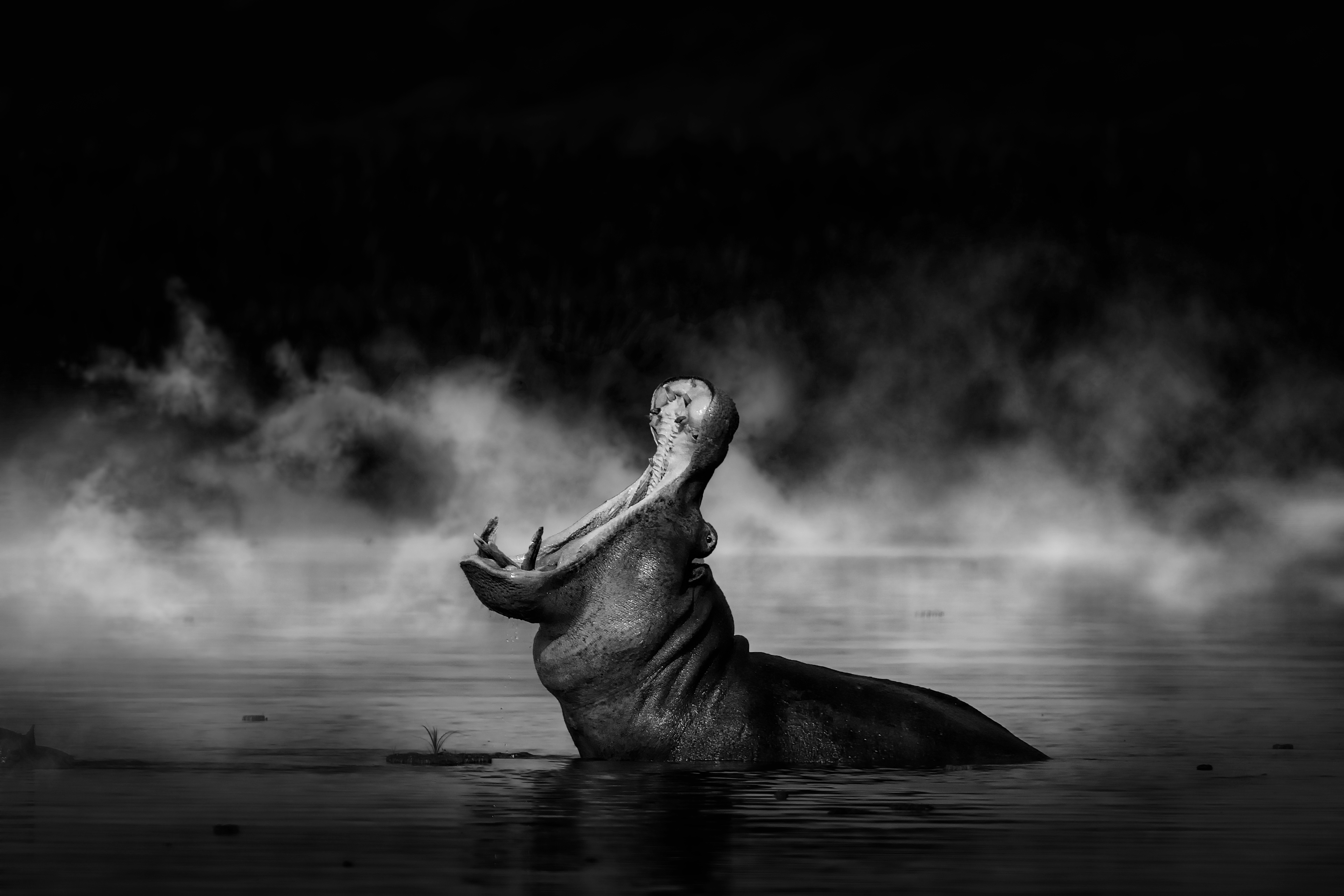 Hipopótamo común (Hippopotamus amphibius)