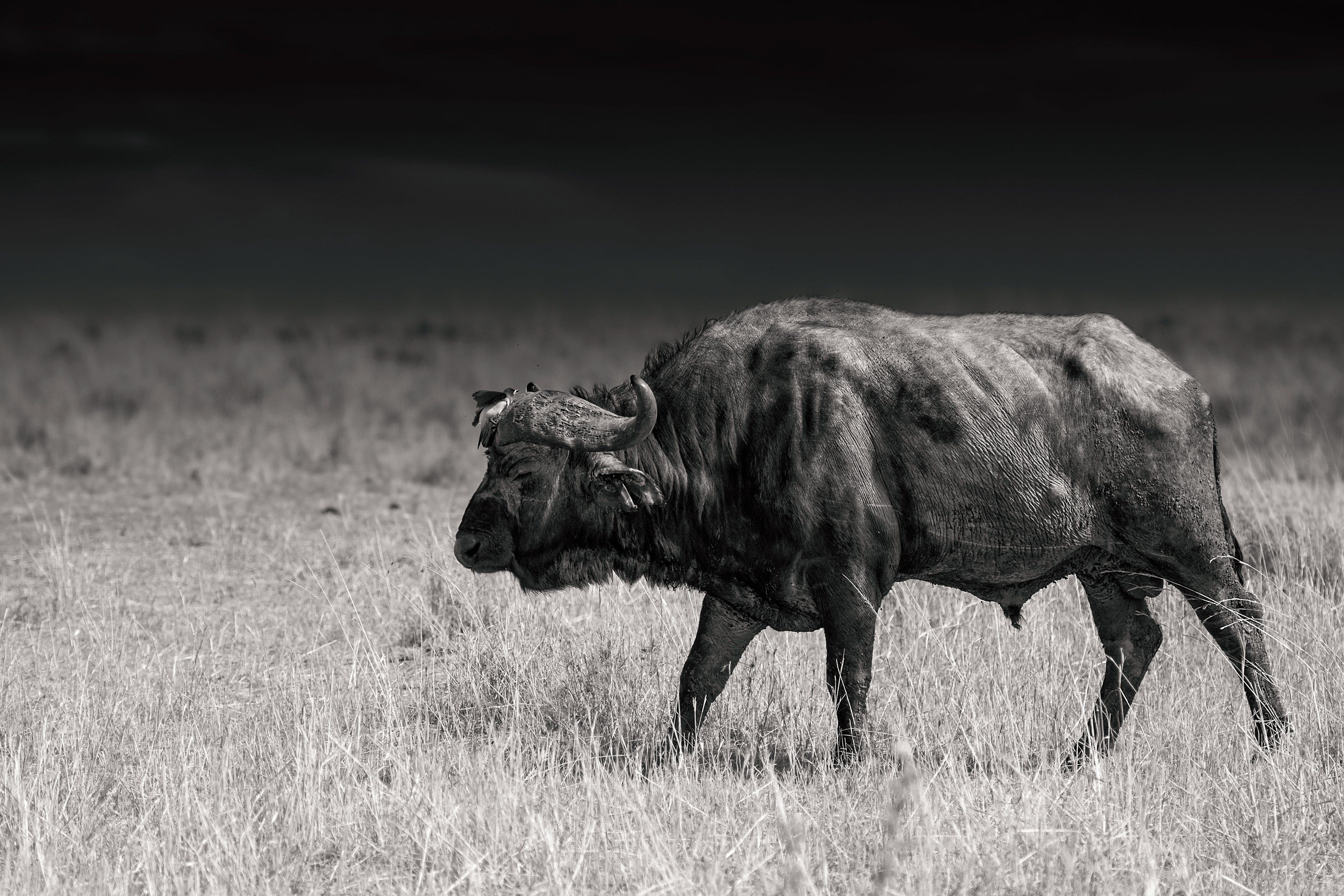 Búfalo cafre (Syncerus caffer)