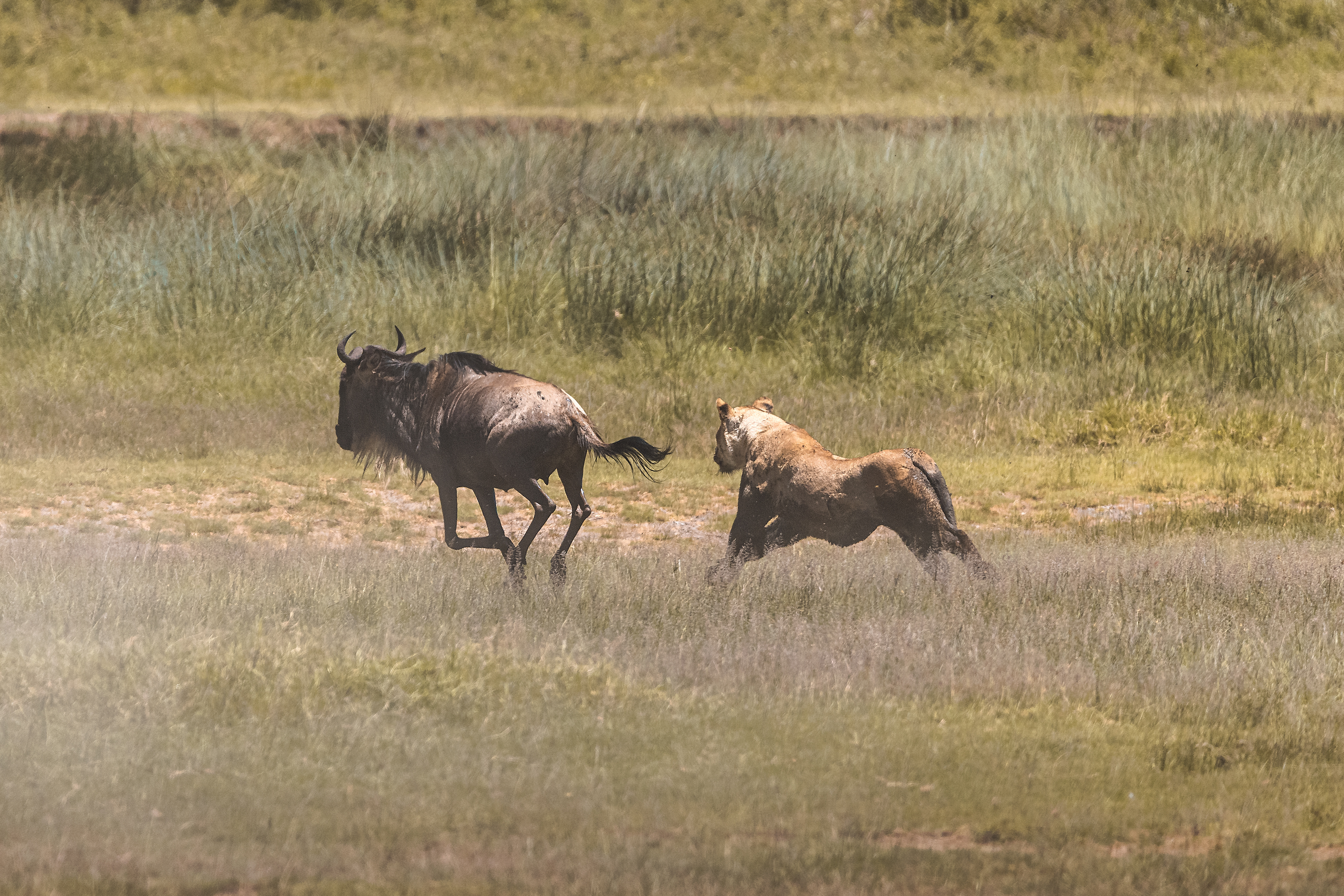 León (Panthera leo)