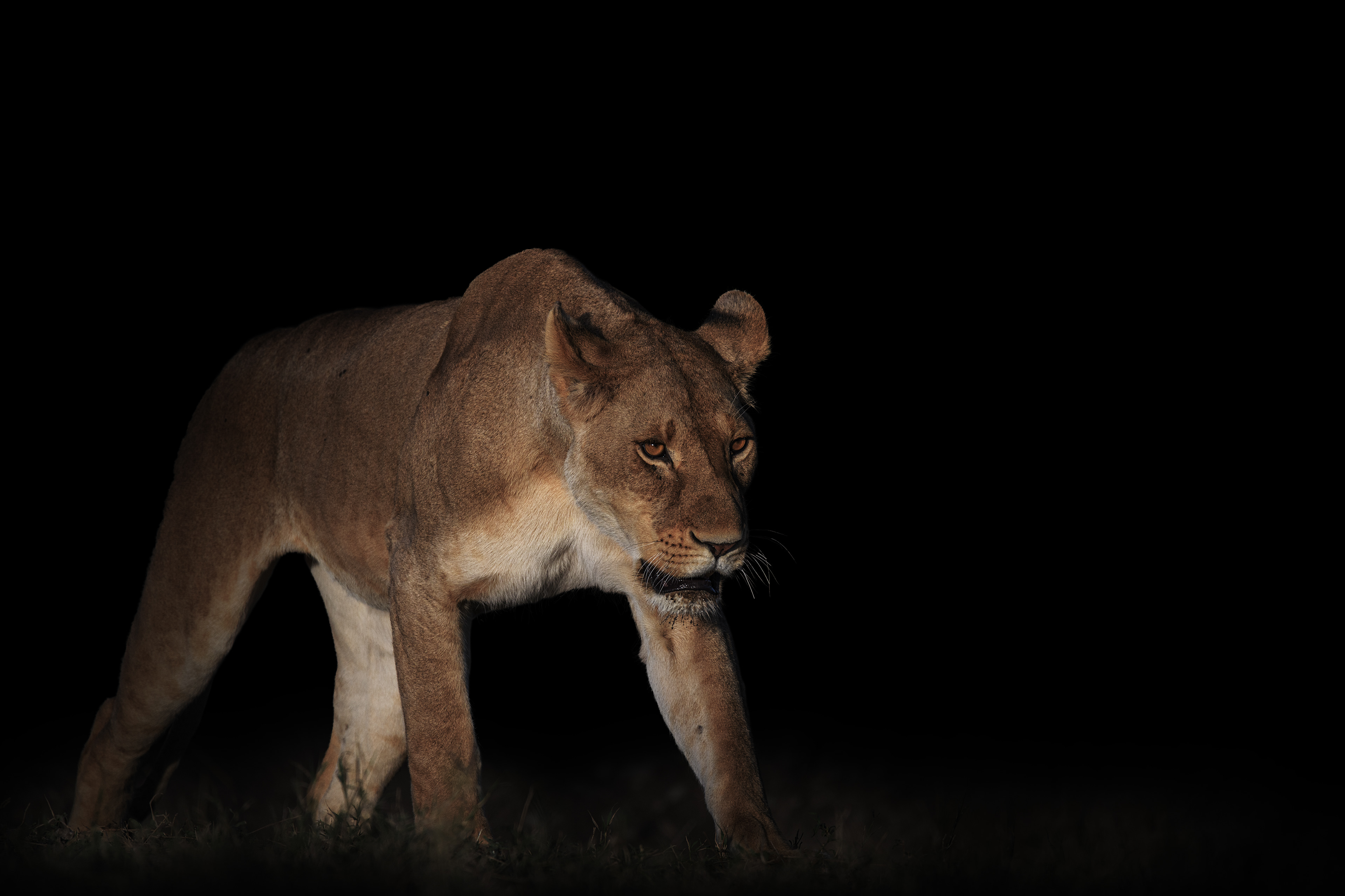 León, (Panthera leo)