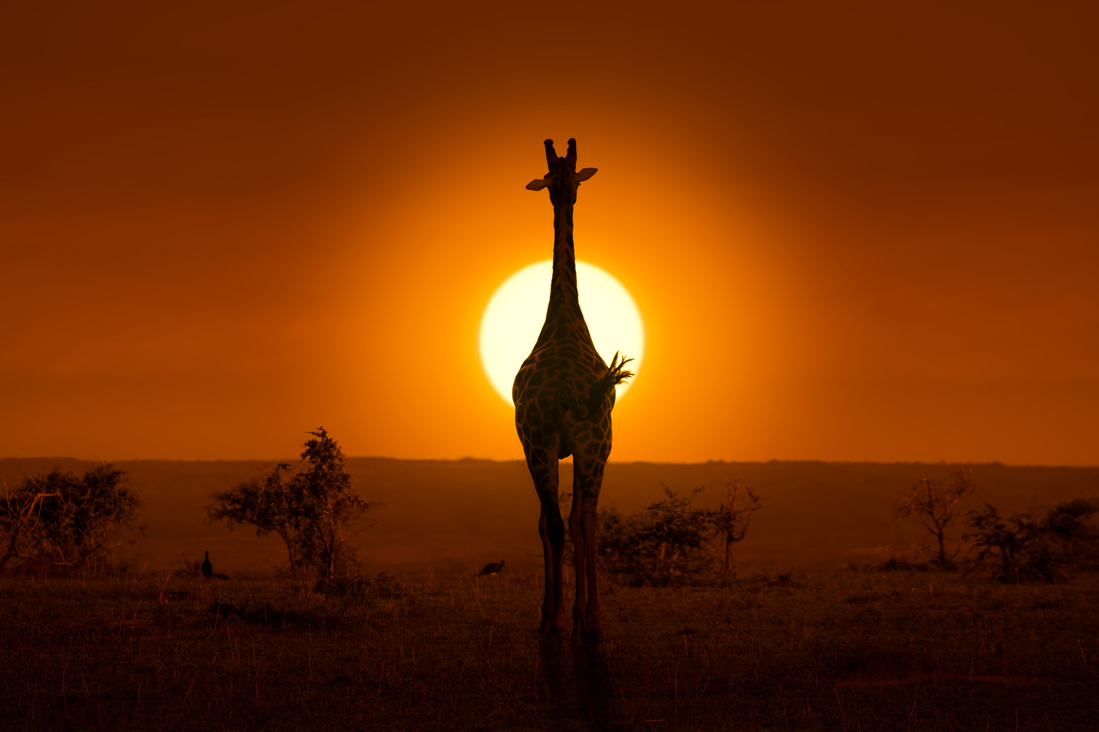 Jirafa (Giraffa camelopardalis)